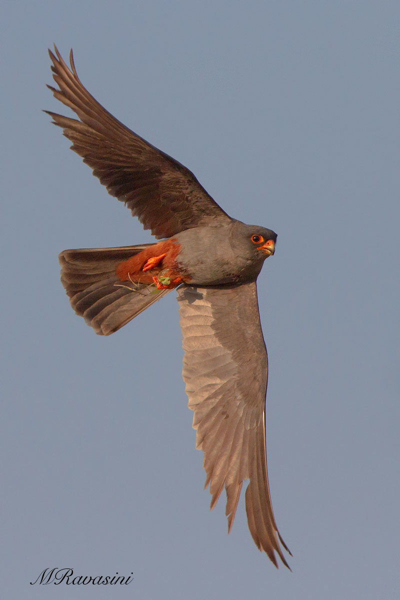 Falco cuculo maschio