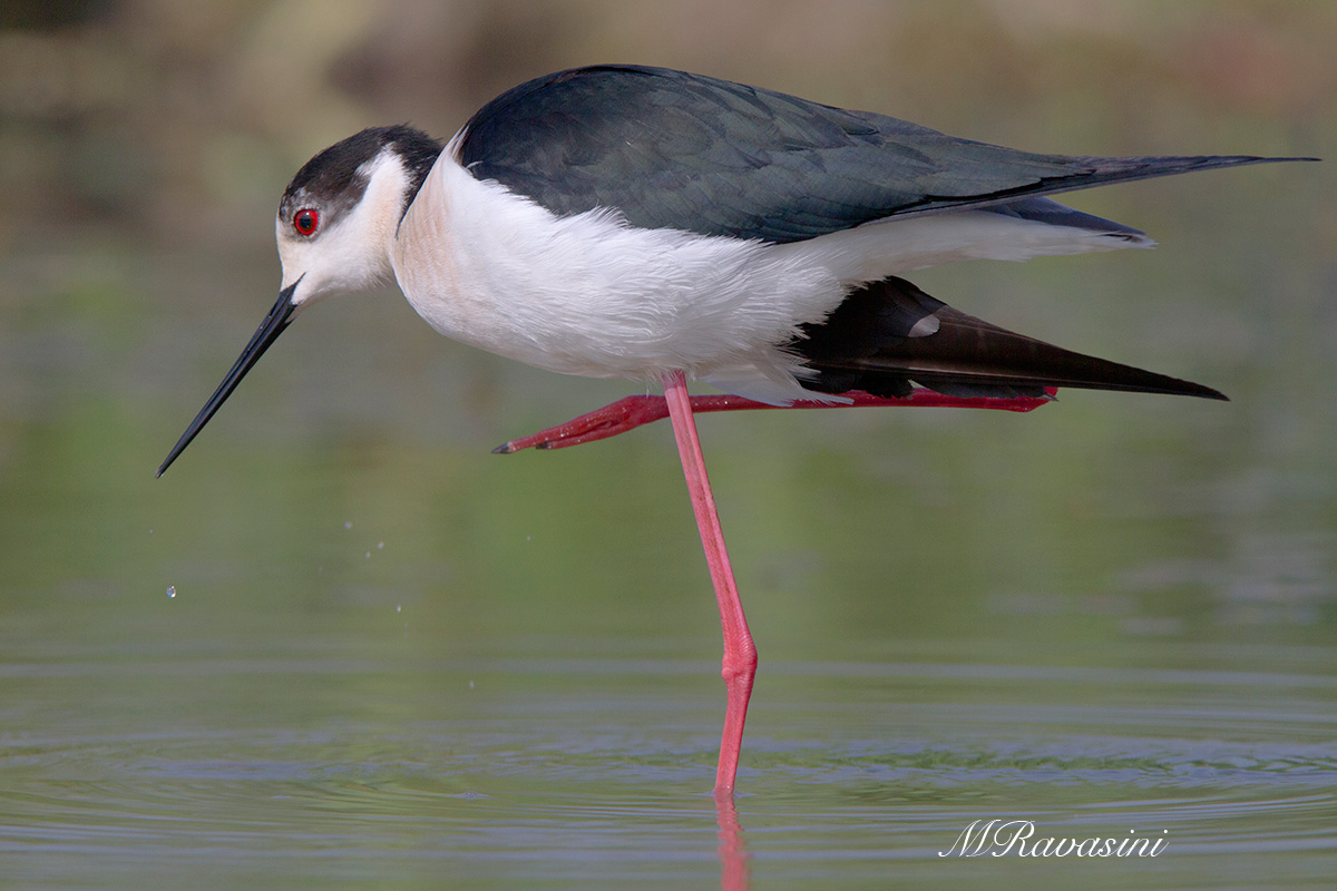 Cavaliere d'Italia maschio
