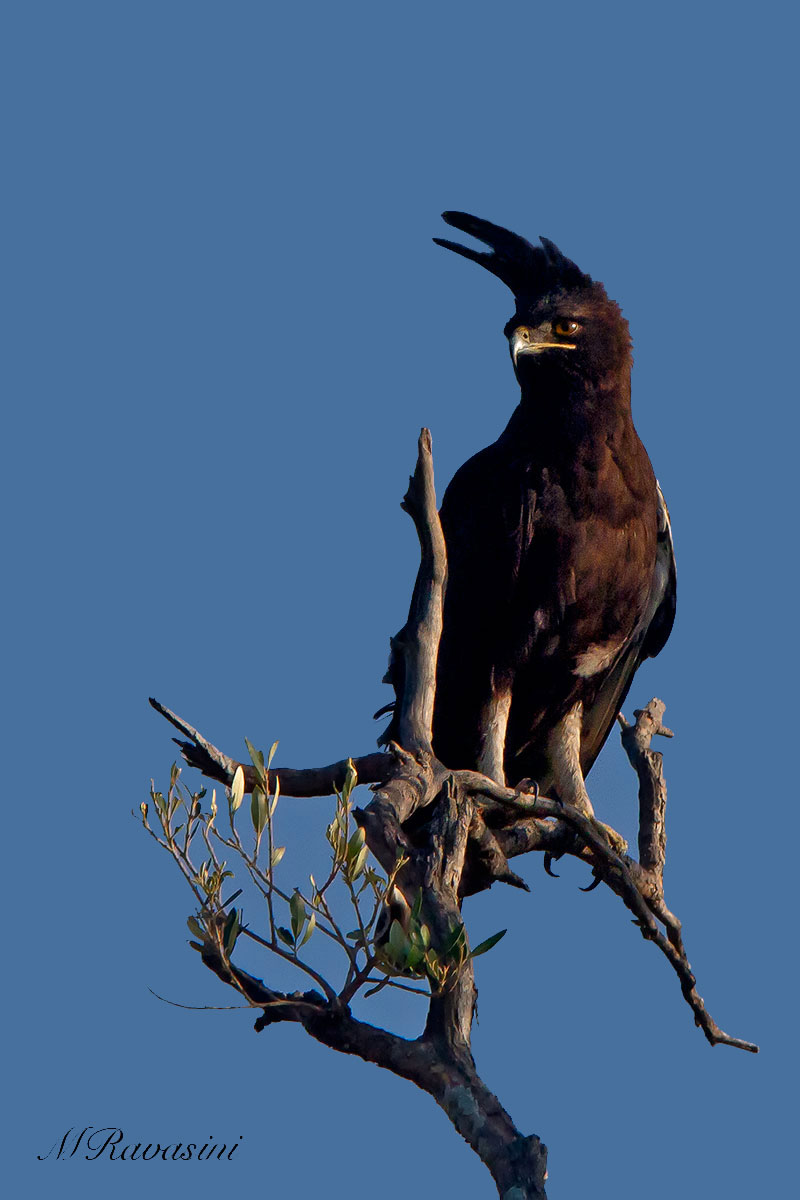 Crested Eagle