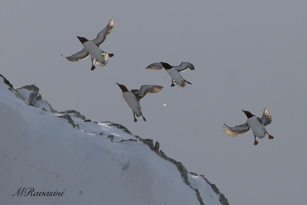 Alcidi in atterraggio