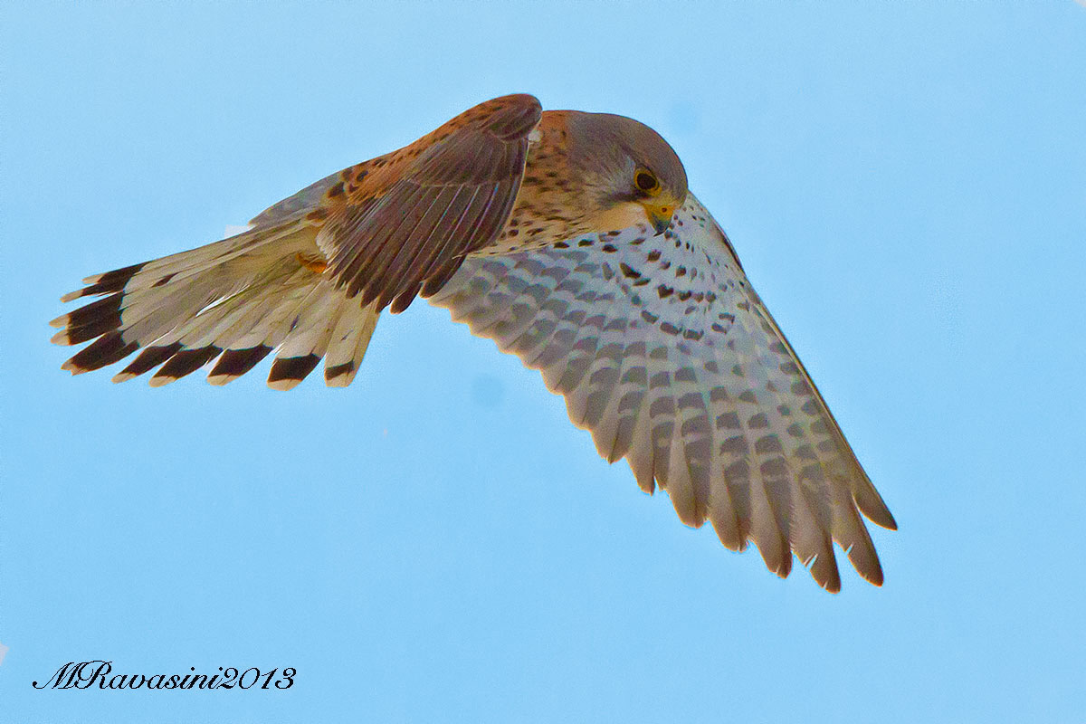 Kestrel male
