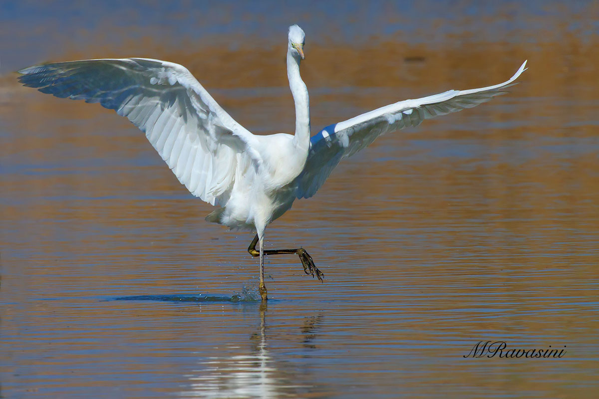 Airone bianco maggiore, la danza
