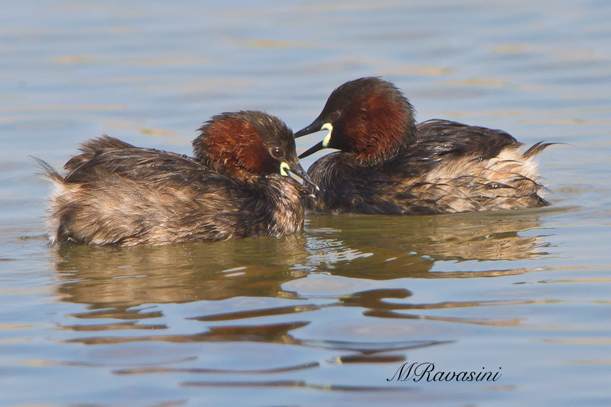 Couple of little grebes