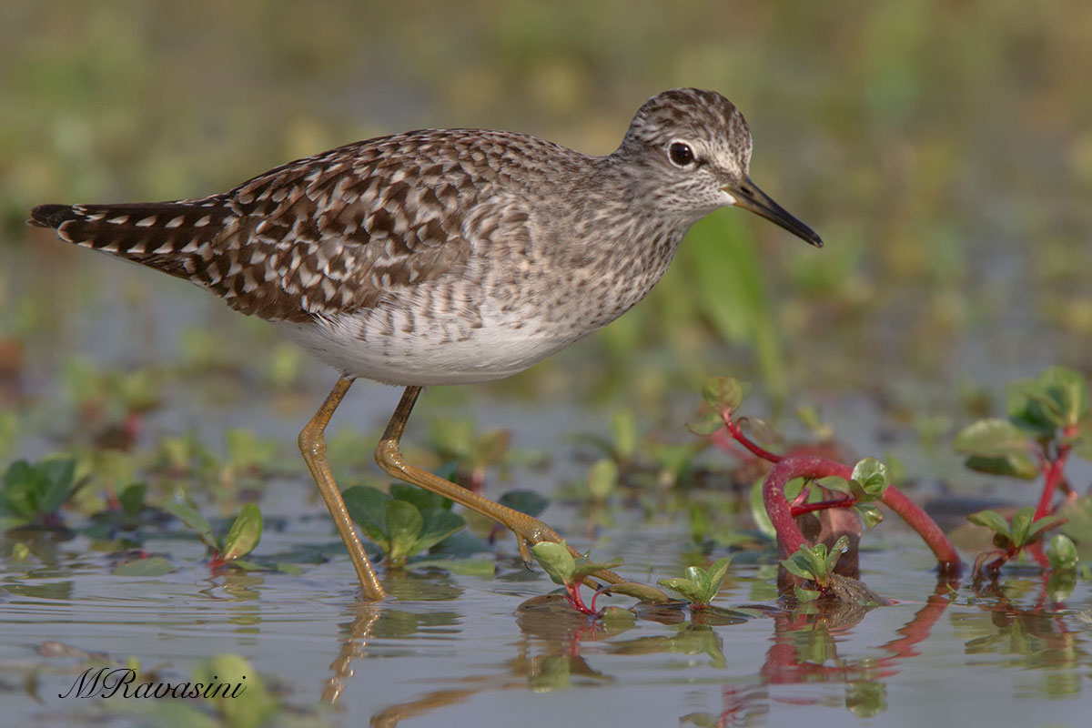 Piro piro boschereccio