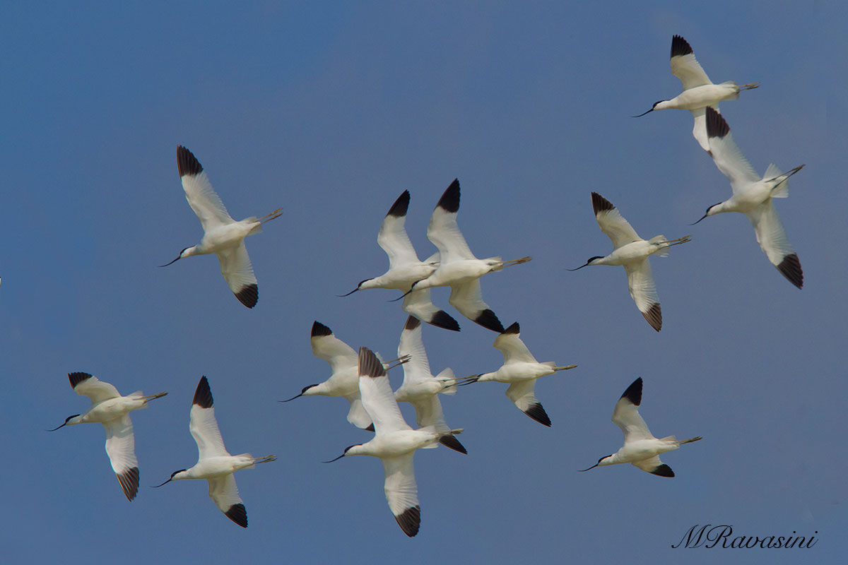 Avocette