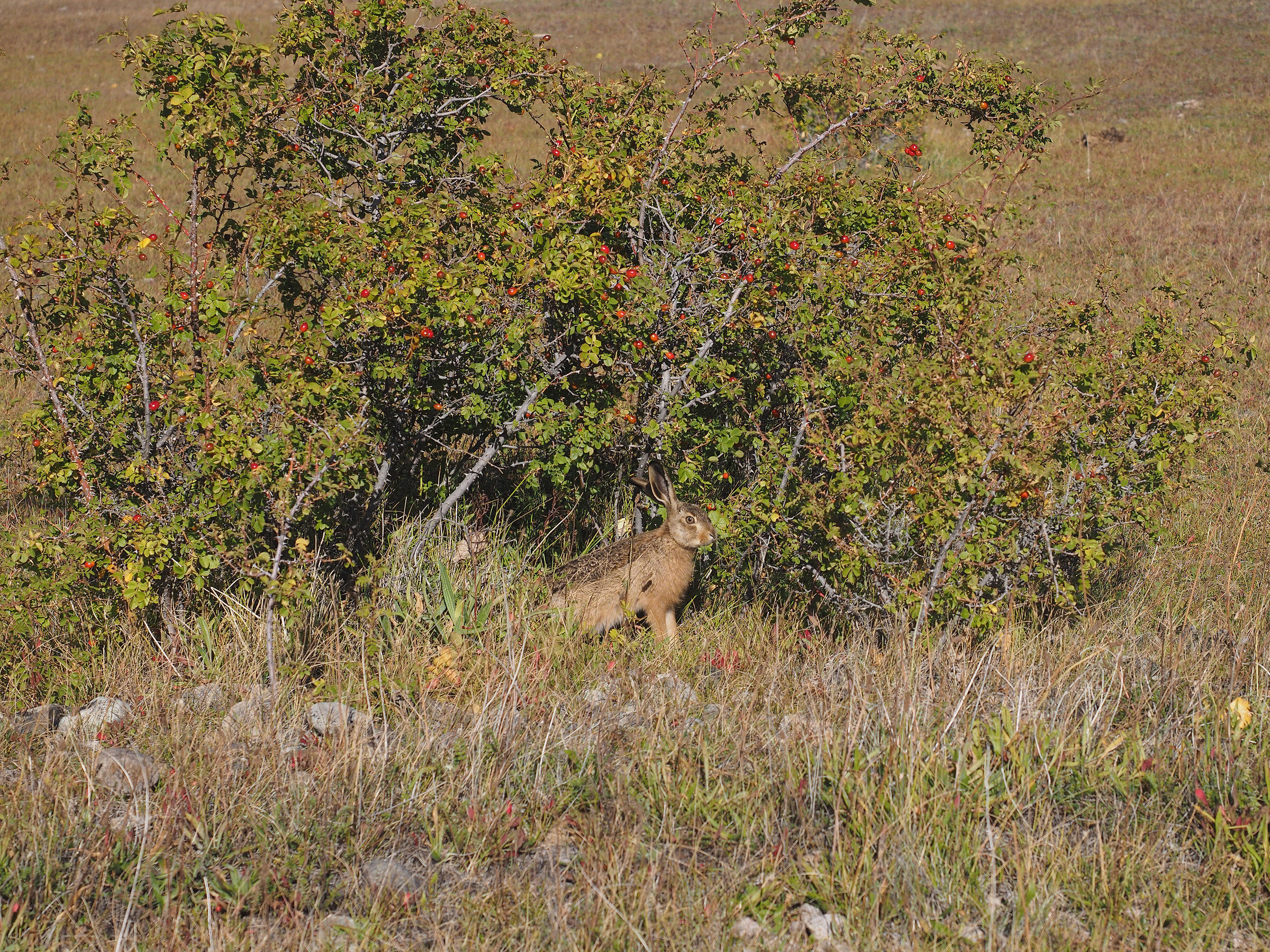 Parque de los Glaciares. Happy Easter!