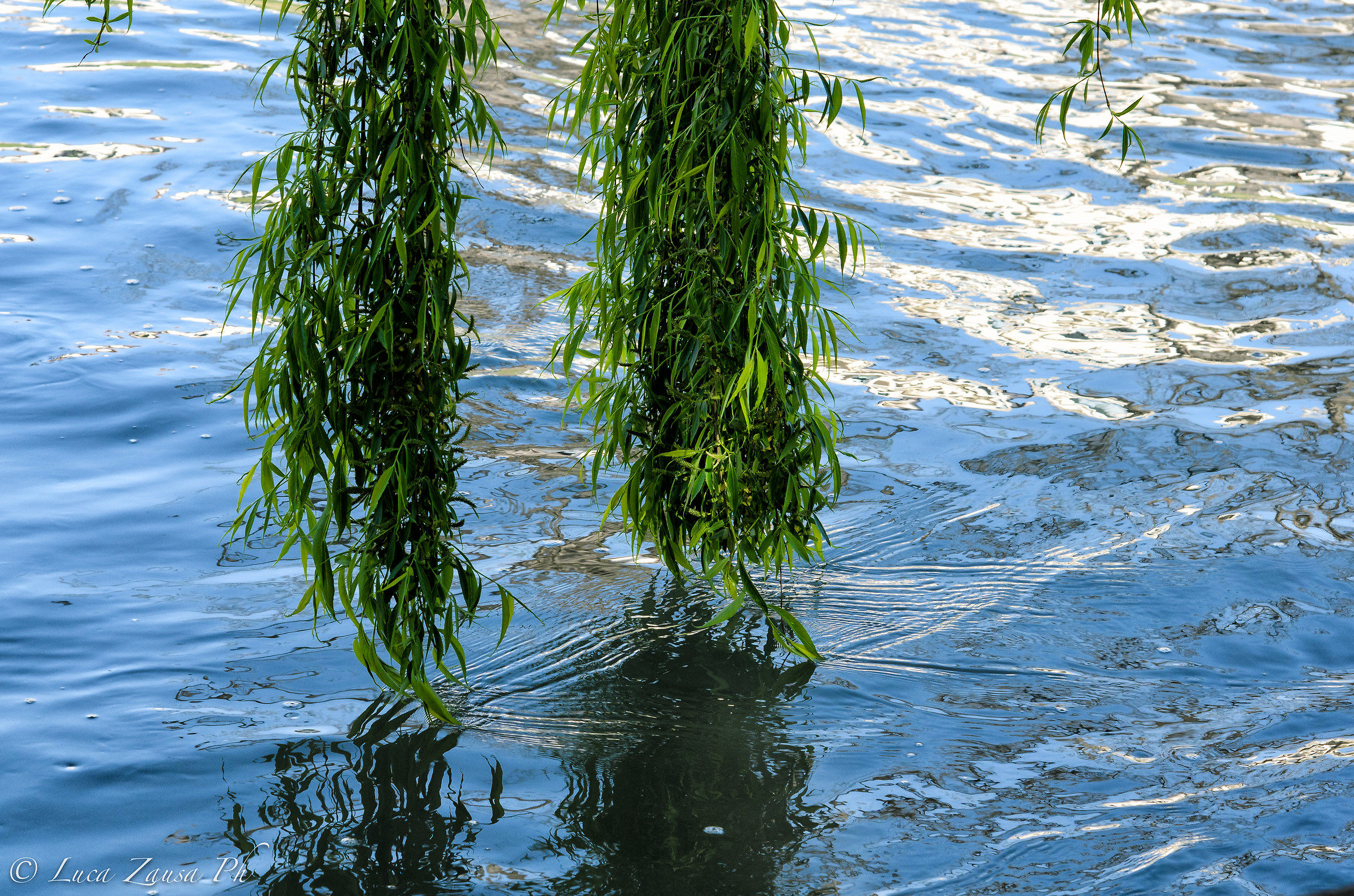 The willows caress the water