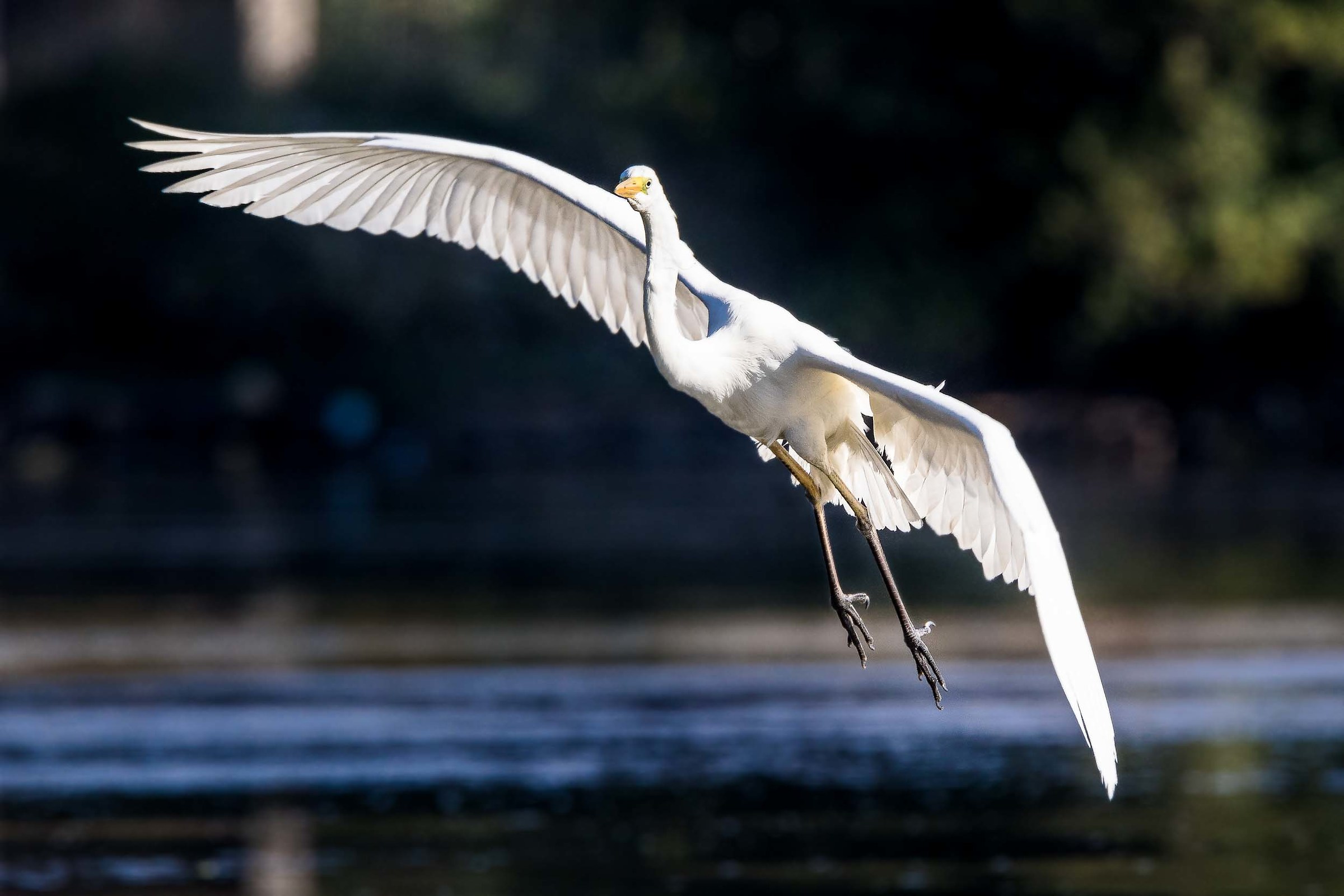 Airone Bianco Maggiore