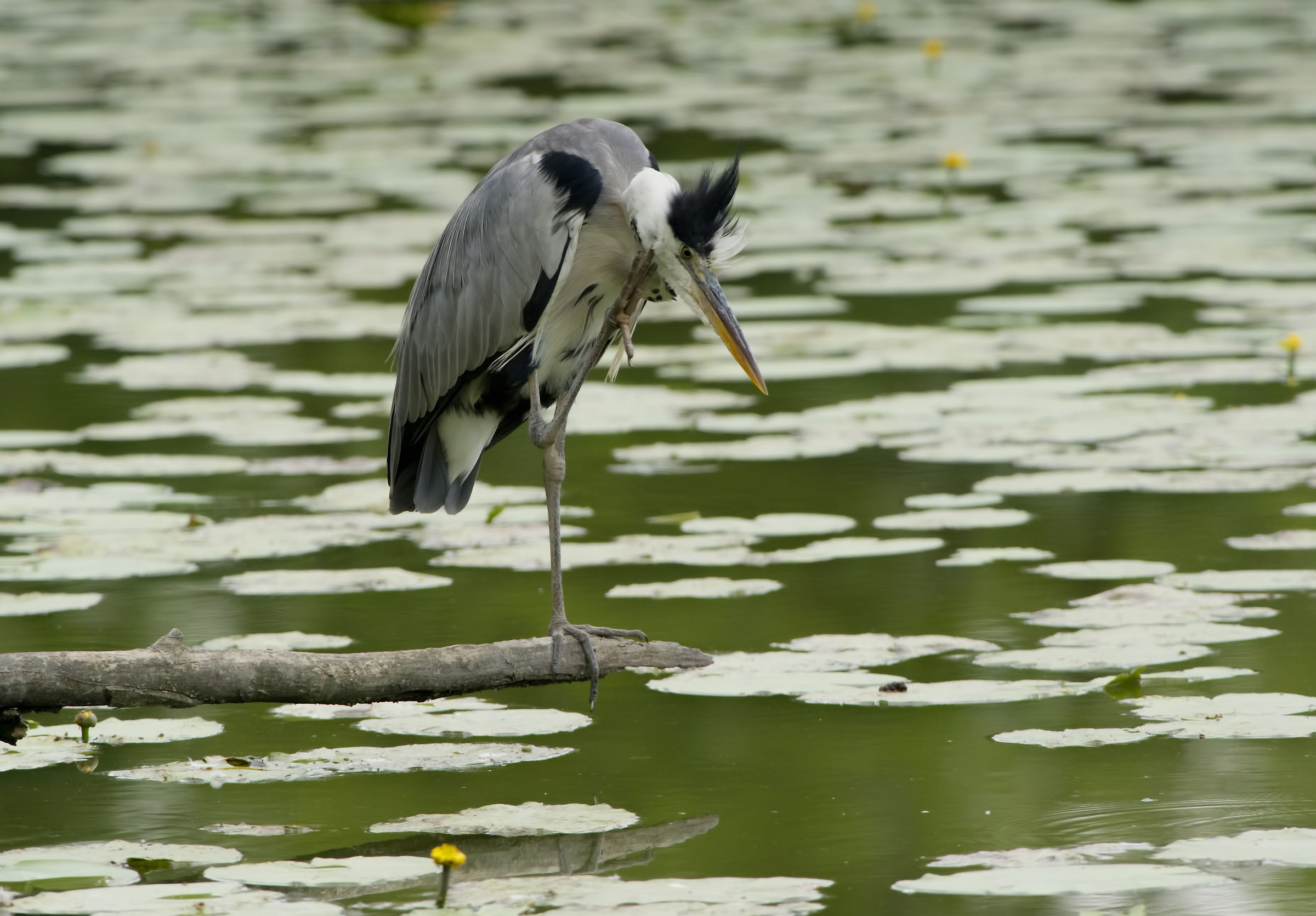 Gray heron