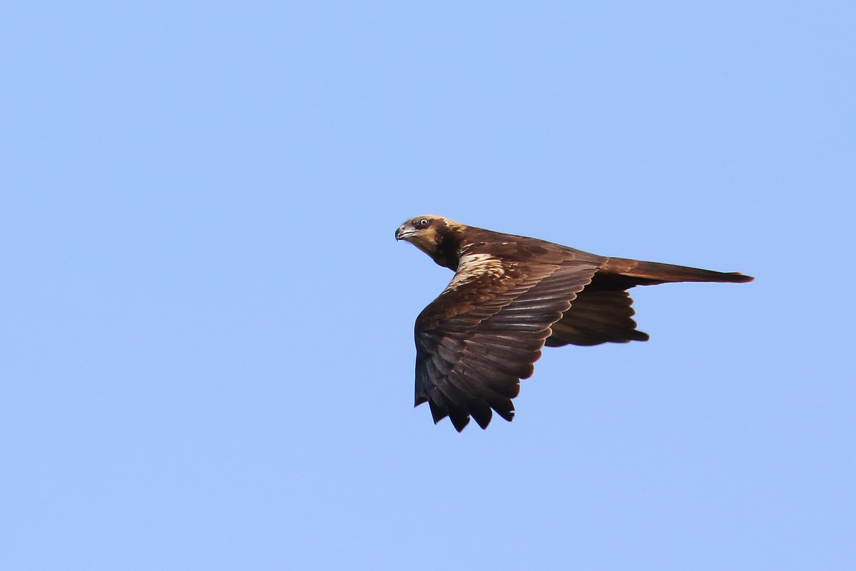 Marsh Harrier