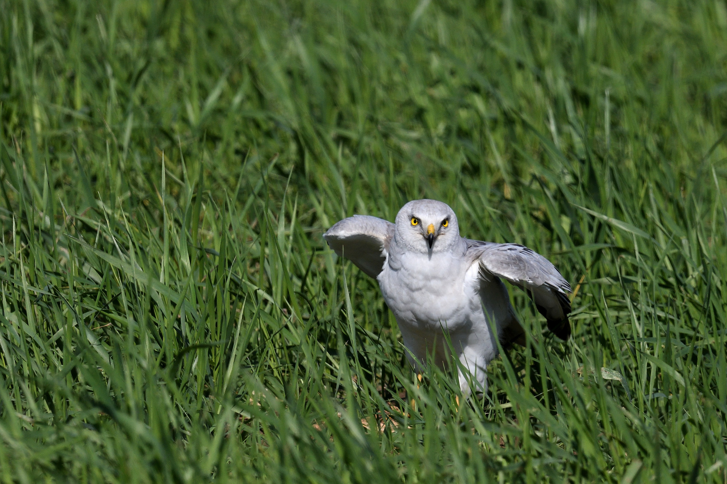 pallid Harrier
