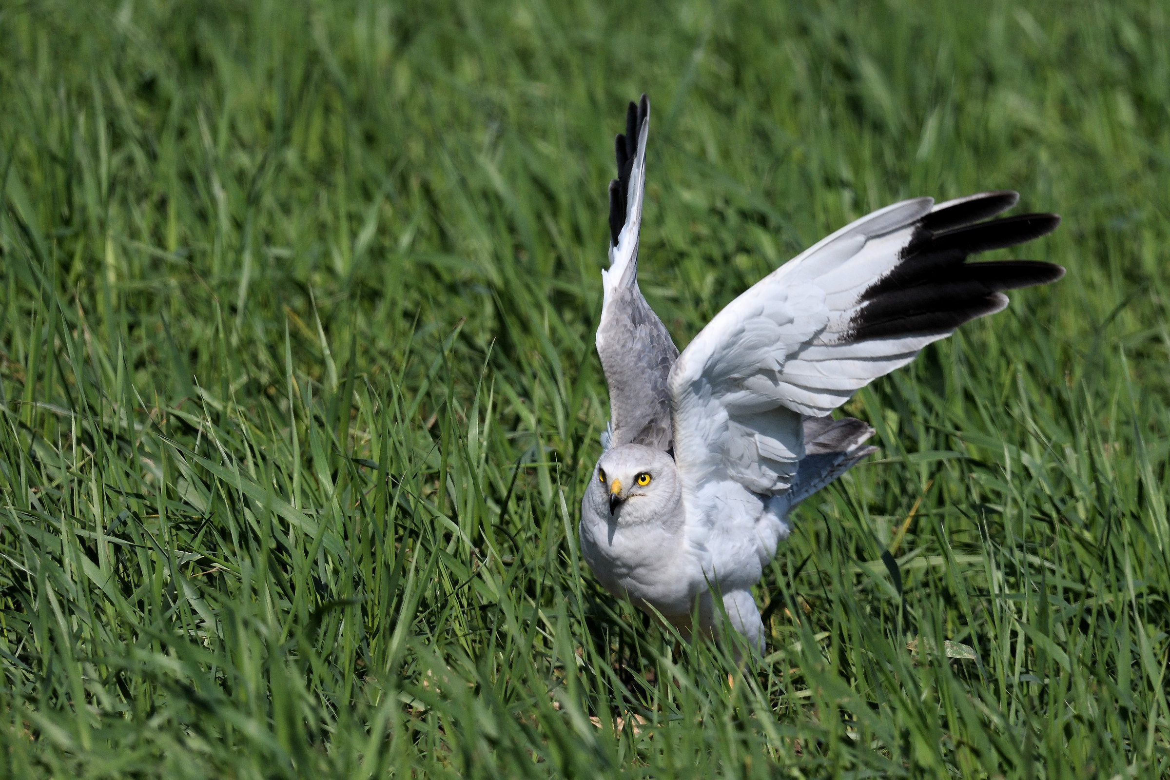 pallid Harrier