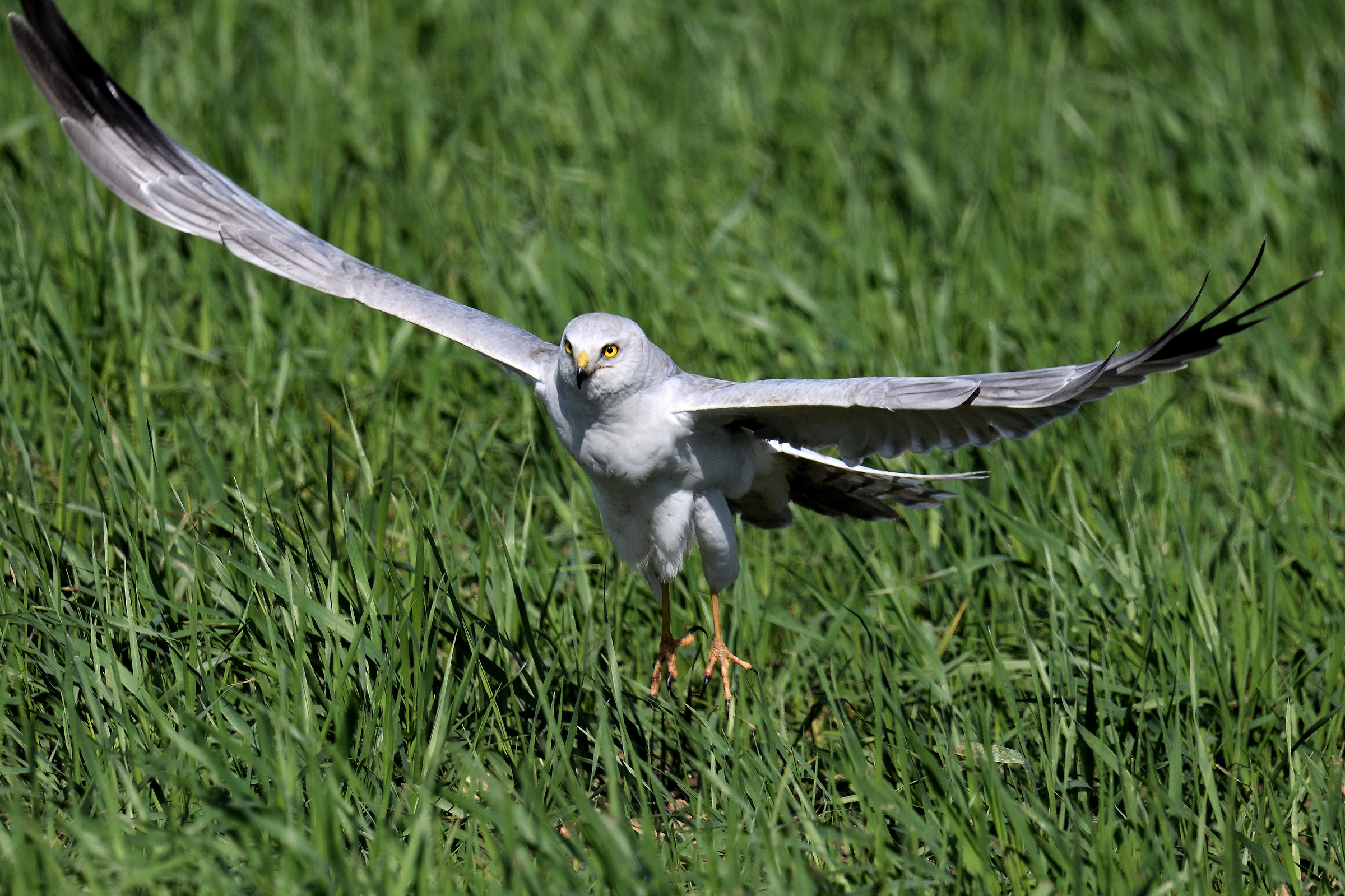 pallid Harrier