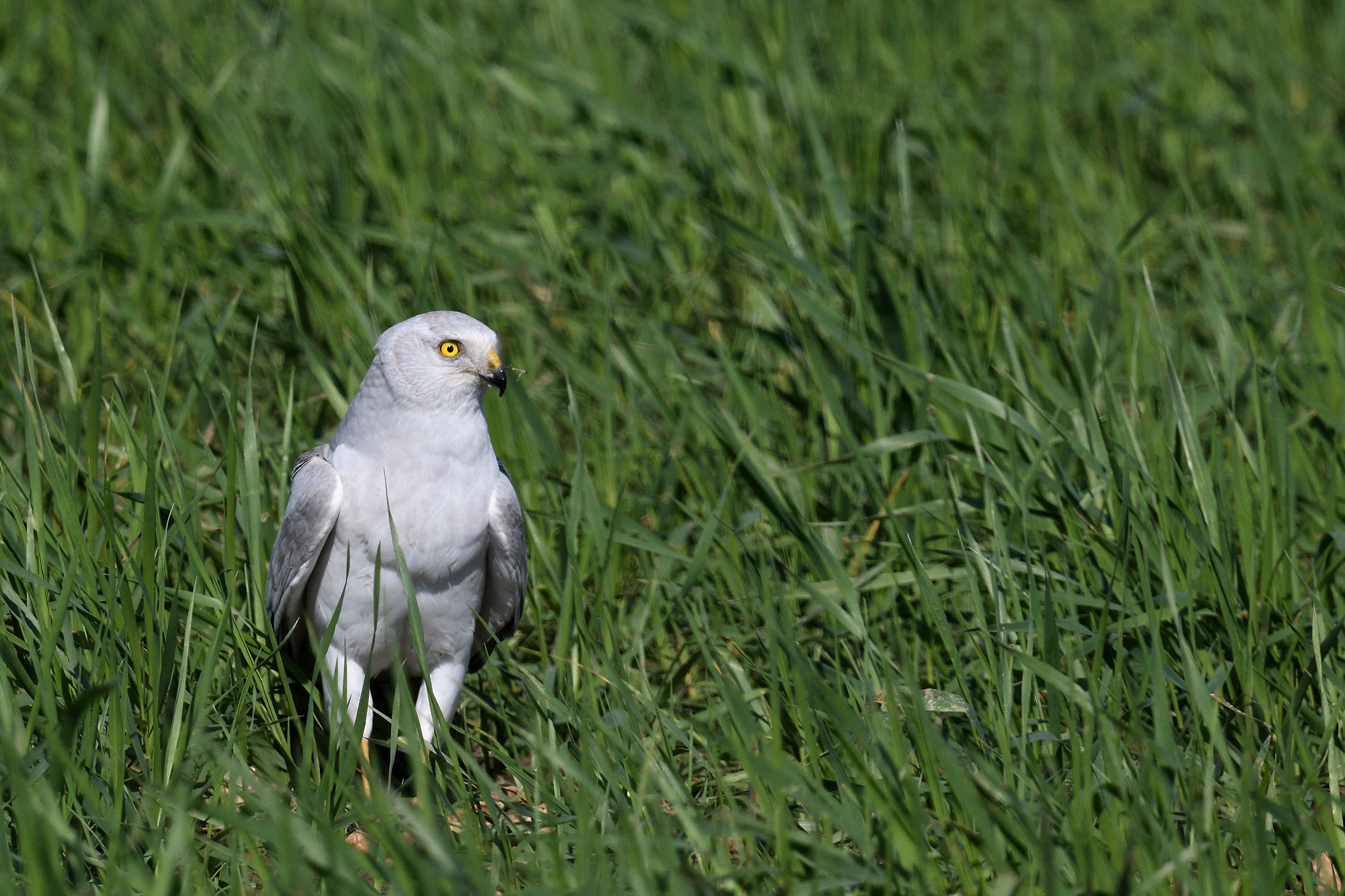 pallid Harrier