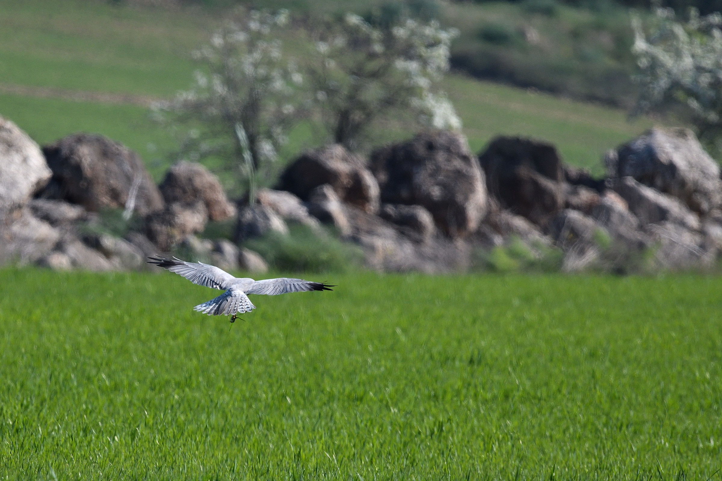 pallid Harrier