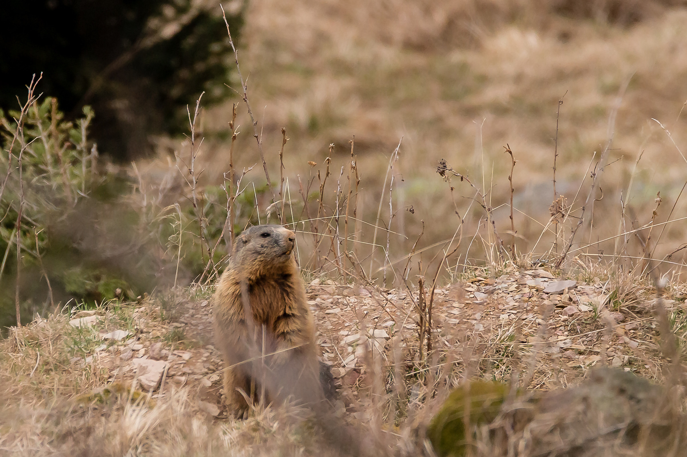 Marmotta