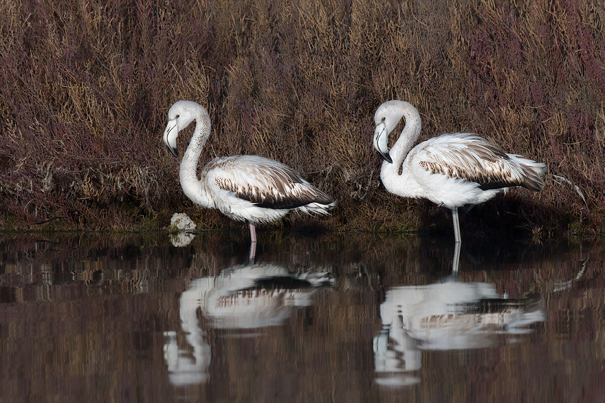Young flamingos