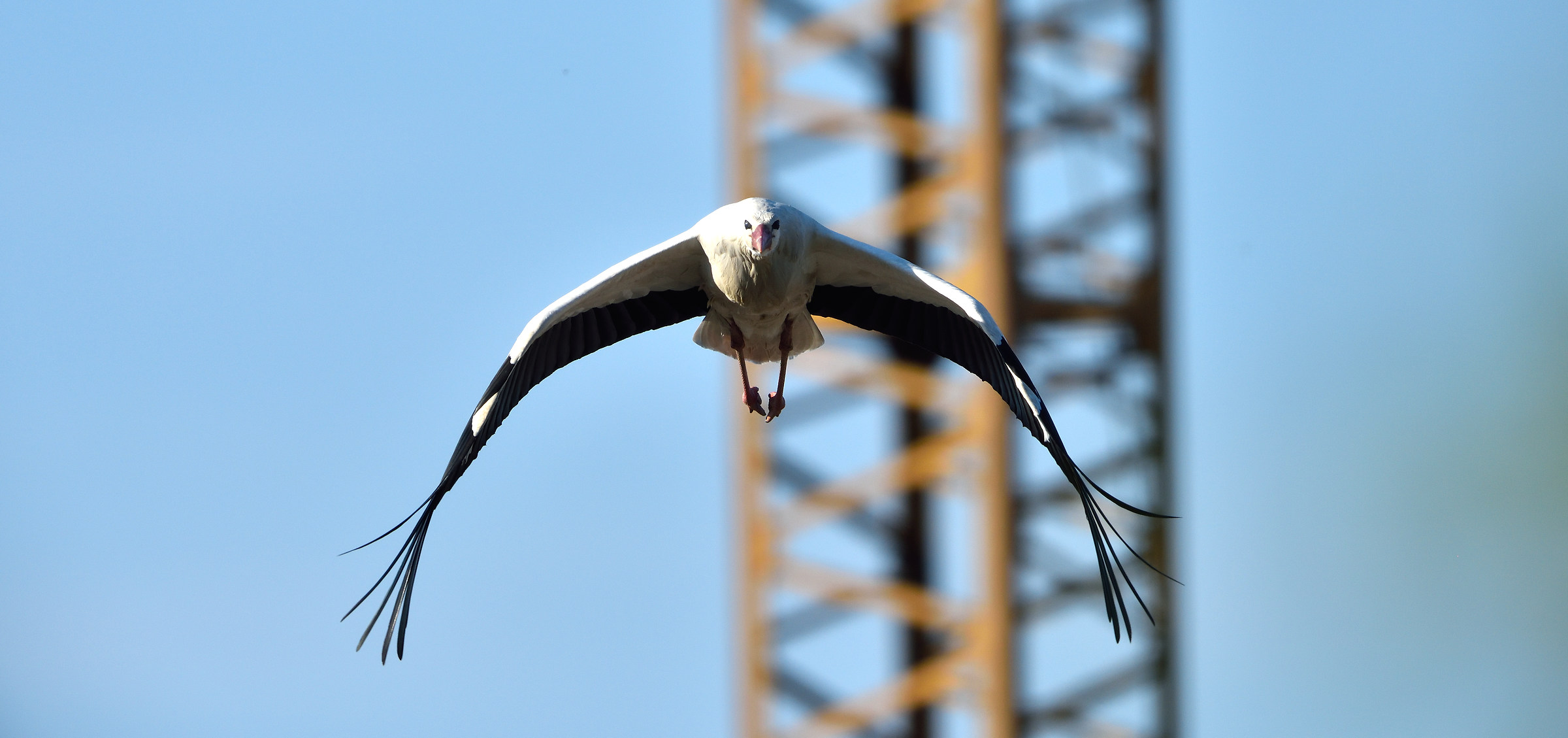 male stork in flight