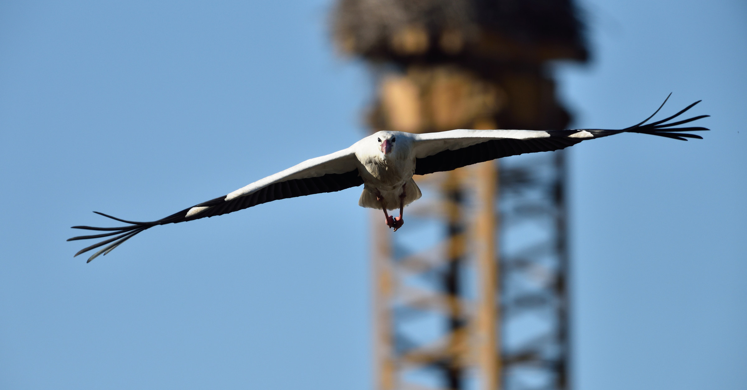 male stork in flight
