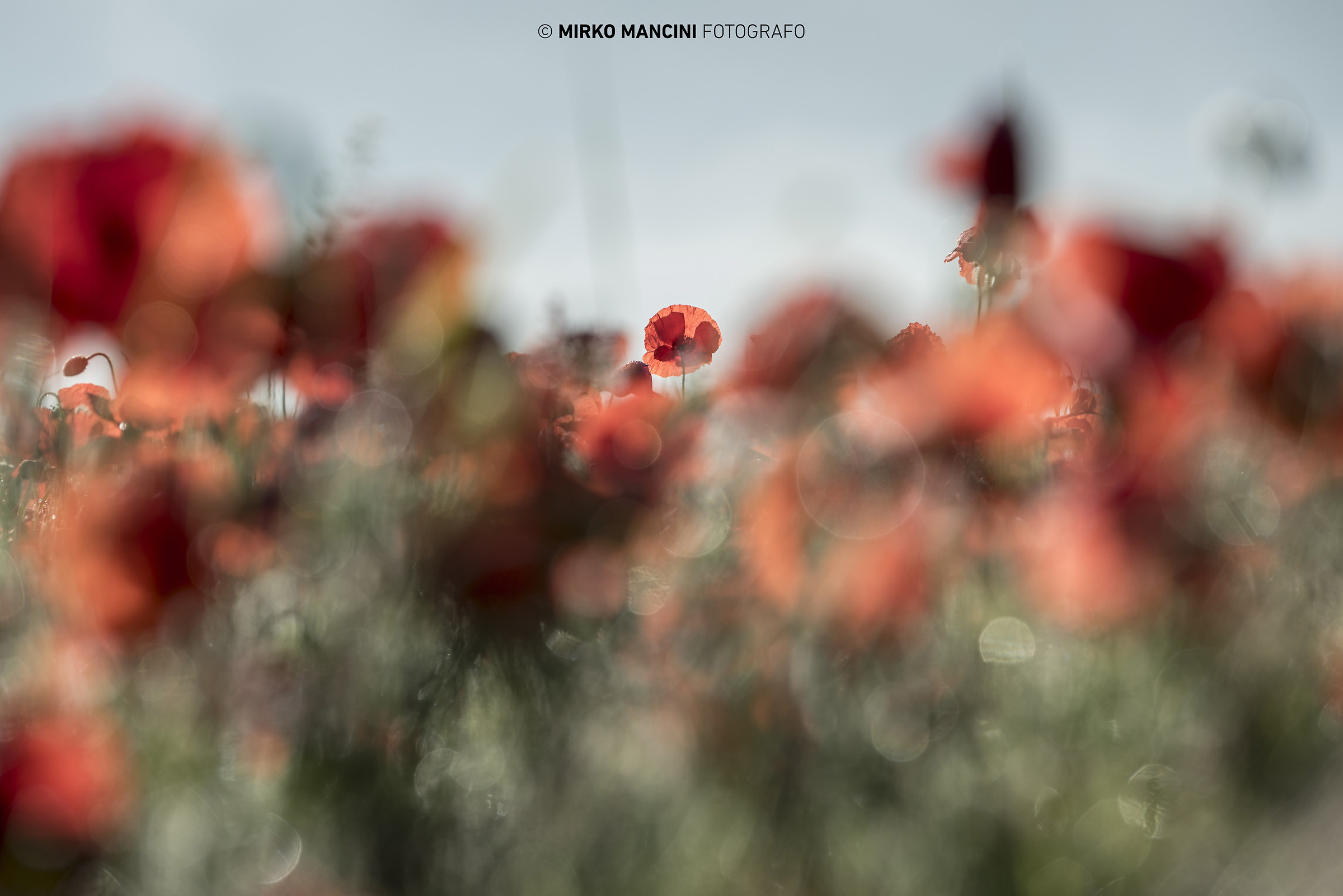 Poppies Castelluccio 2016