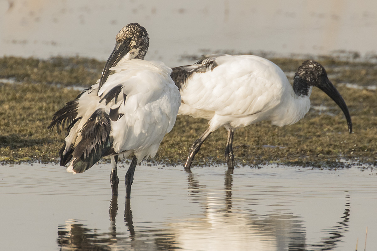 sacred Ibis
