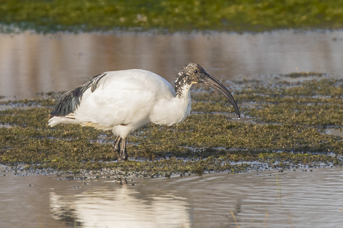 sacred Ibis