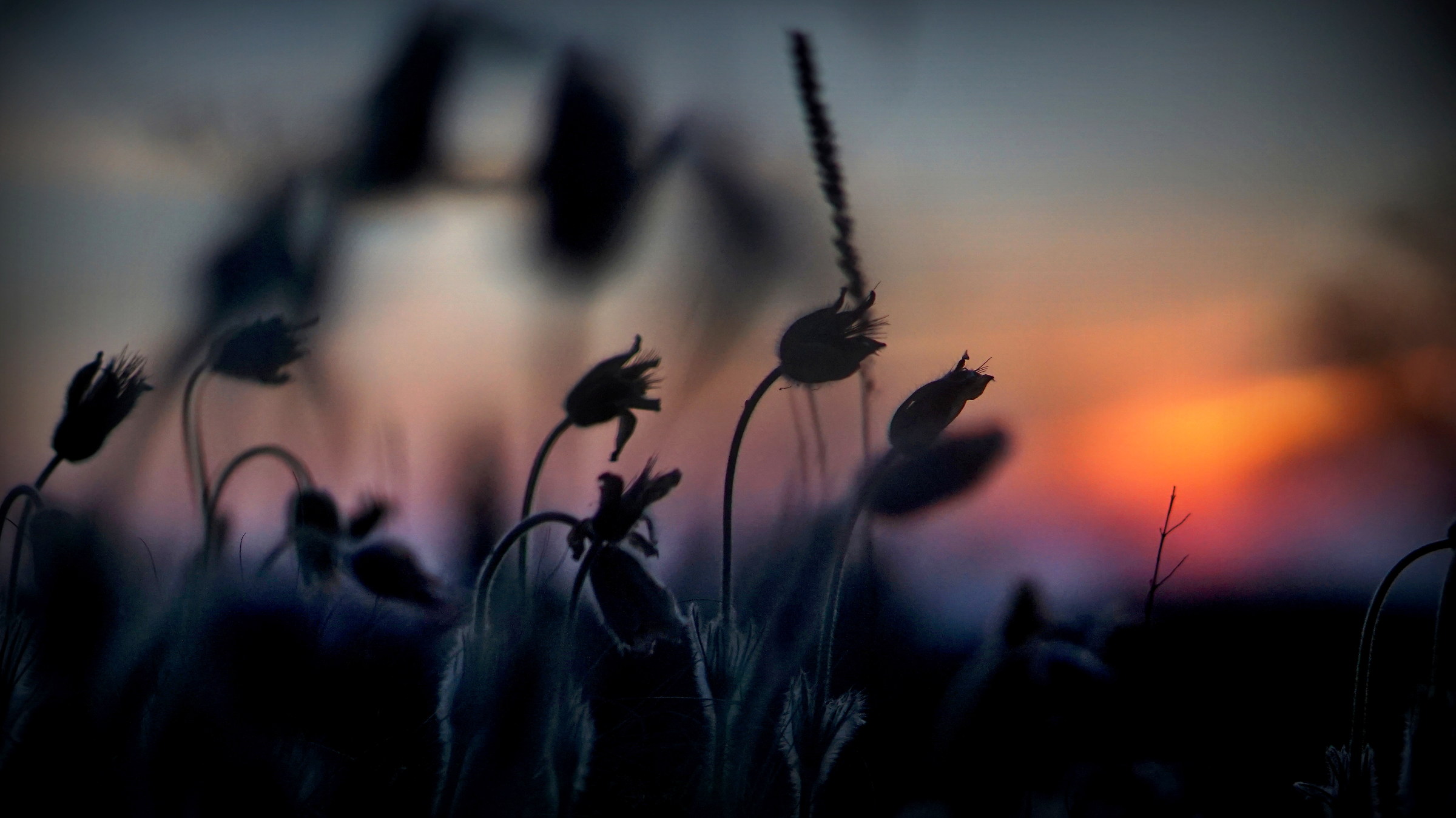Dawn with pasquflowers.