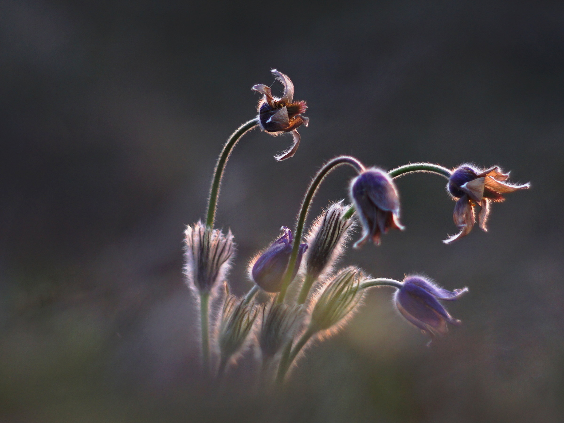 pasqueflowers
