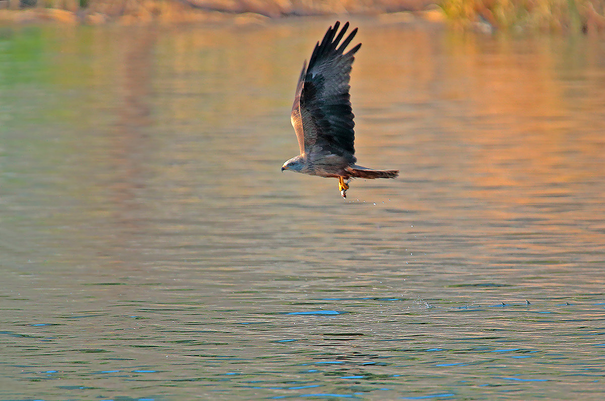 kite at sunset to hunt