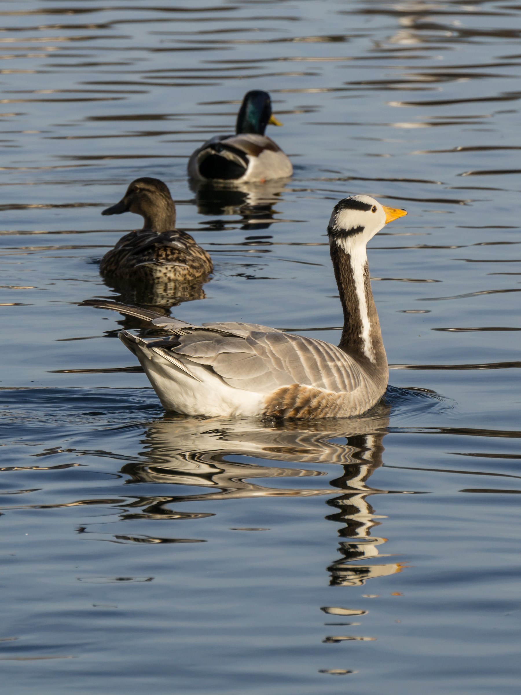 Oca indiana sul Ticino - 4