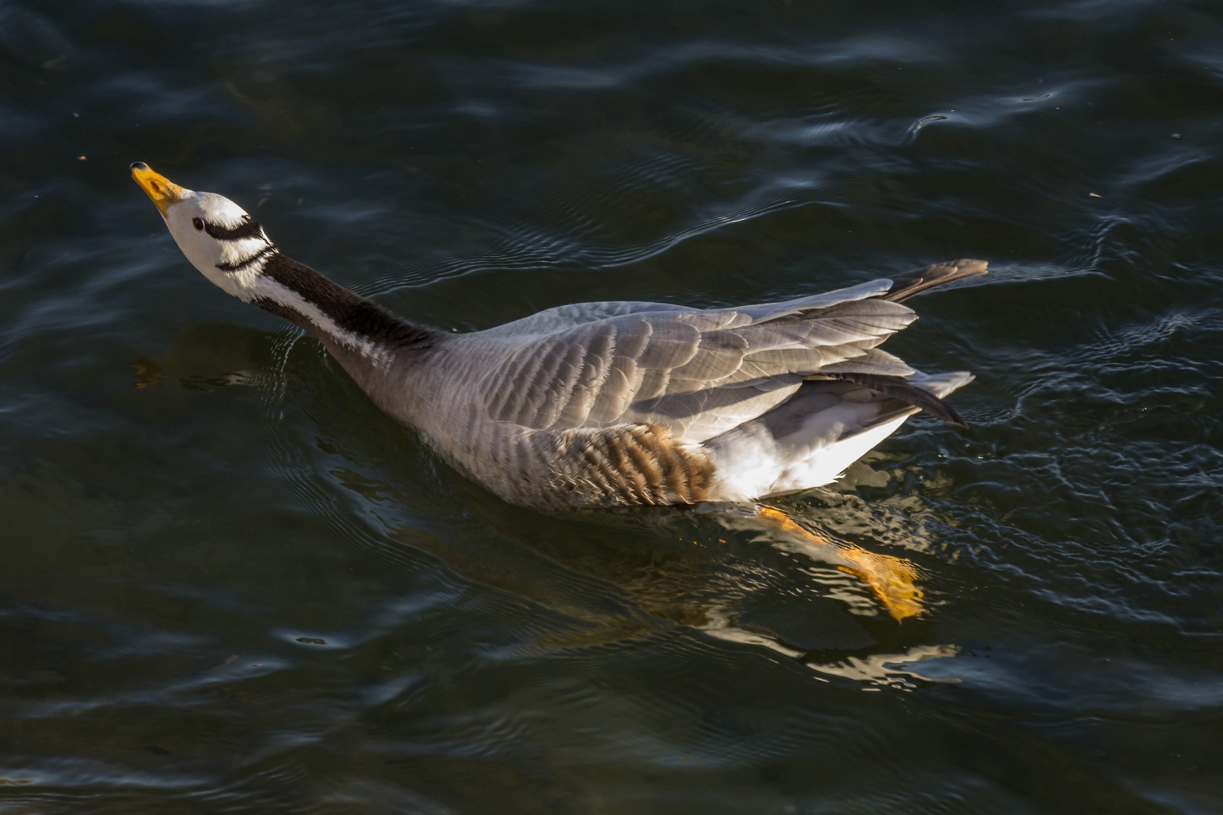 Oca indiana sul Ticino - 8