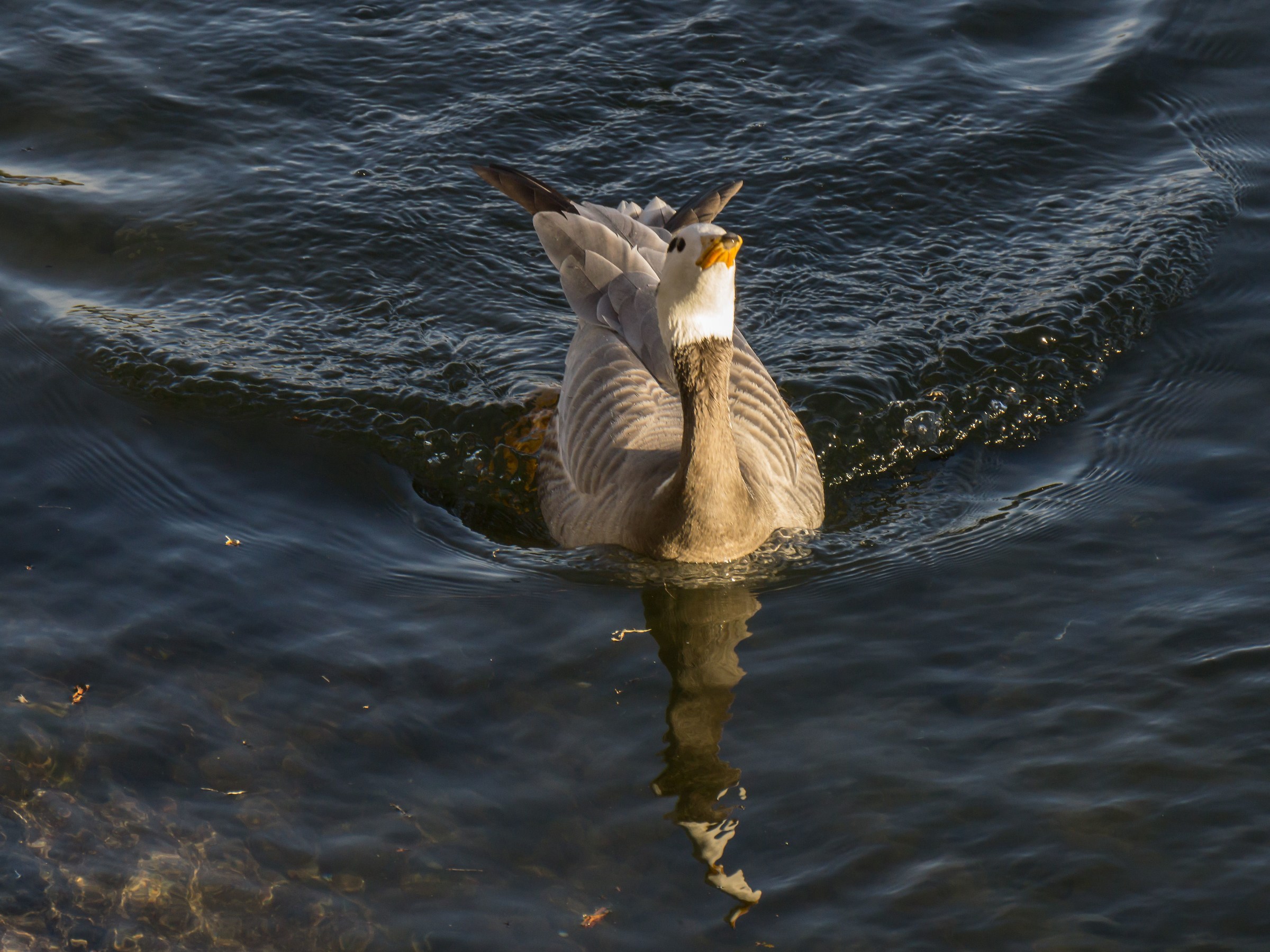 Oca indiana sul Ticino - 9
