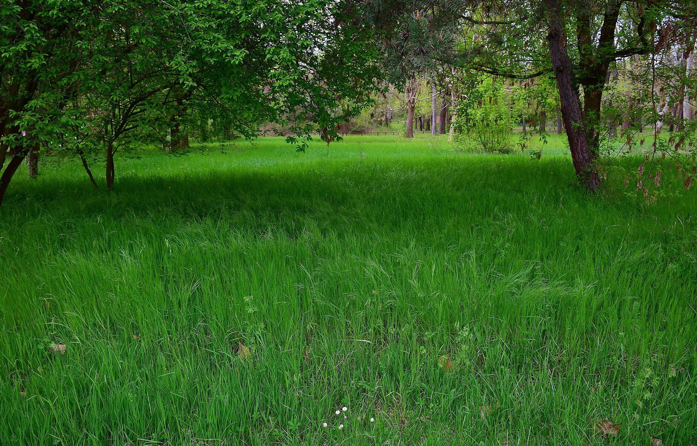 Soft grass in the wind
