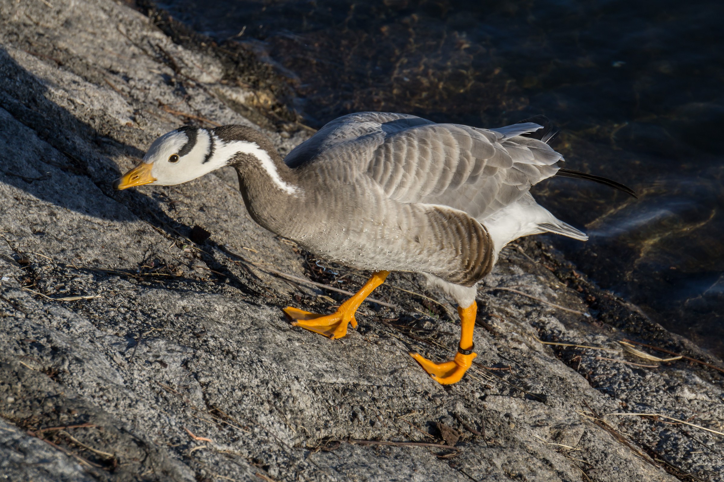 Oca indiana sul Ticino - 13