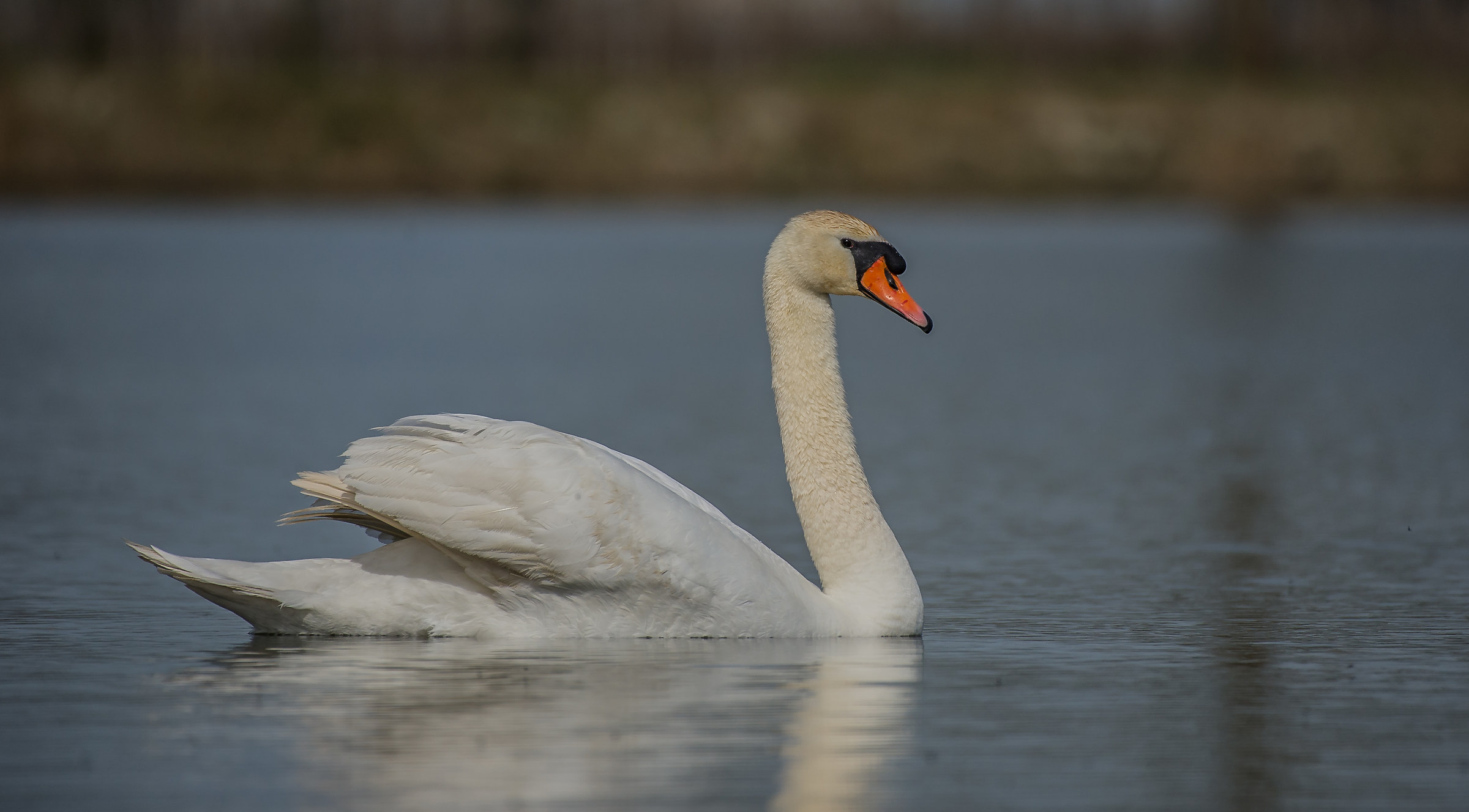 mute swan