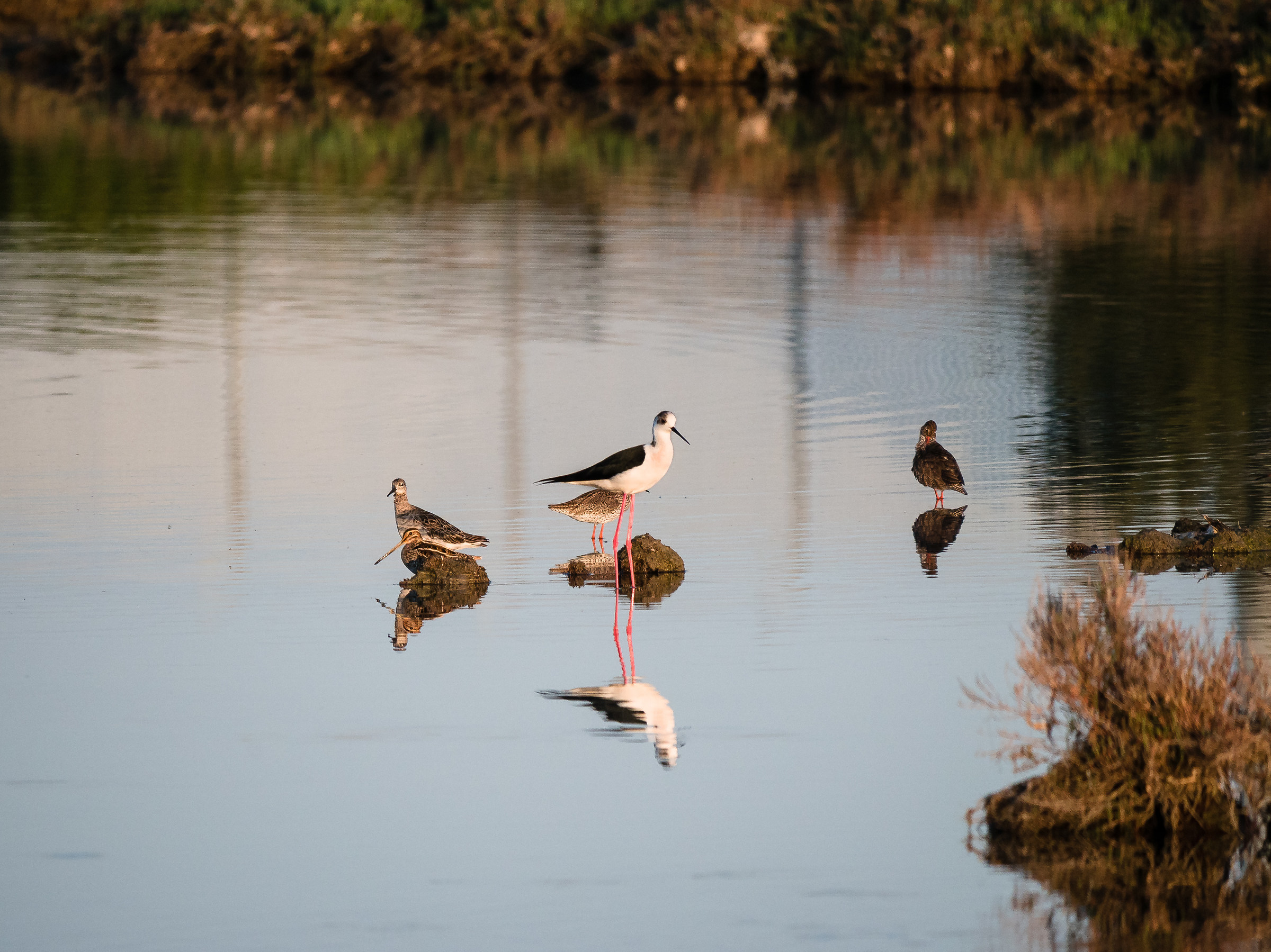 Things between nobles