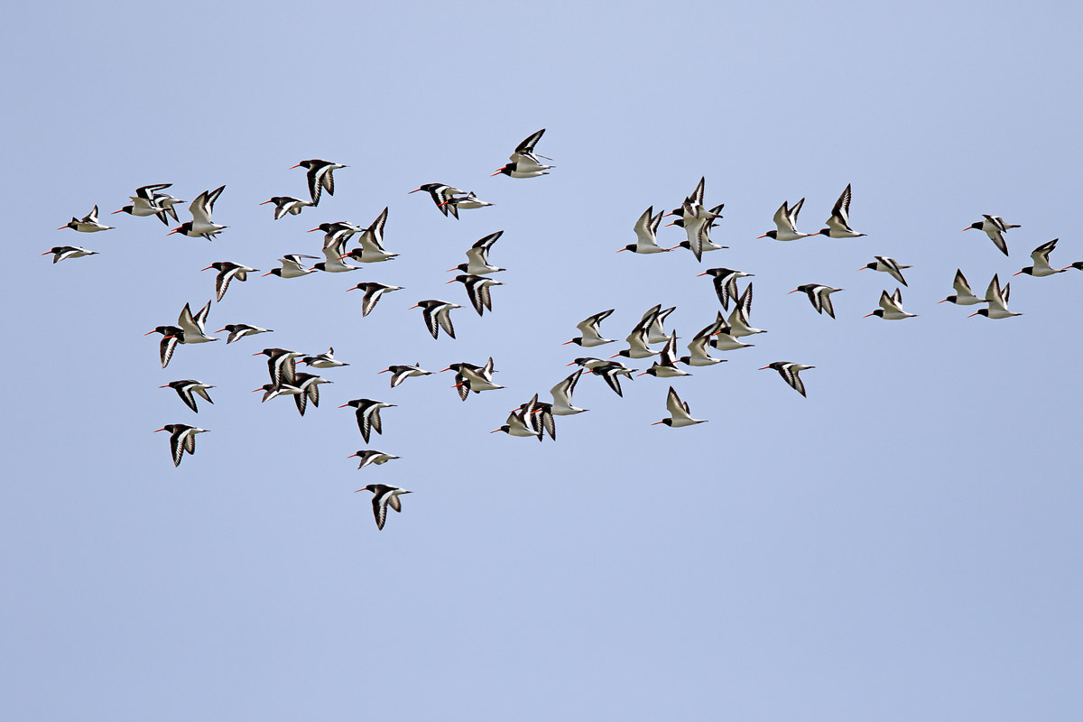 Oystercatchers
