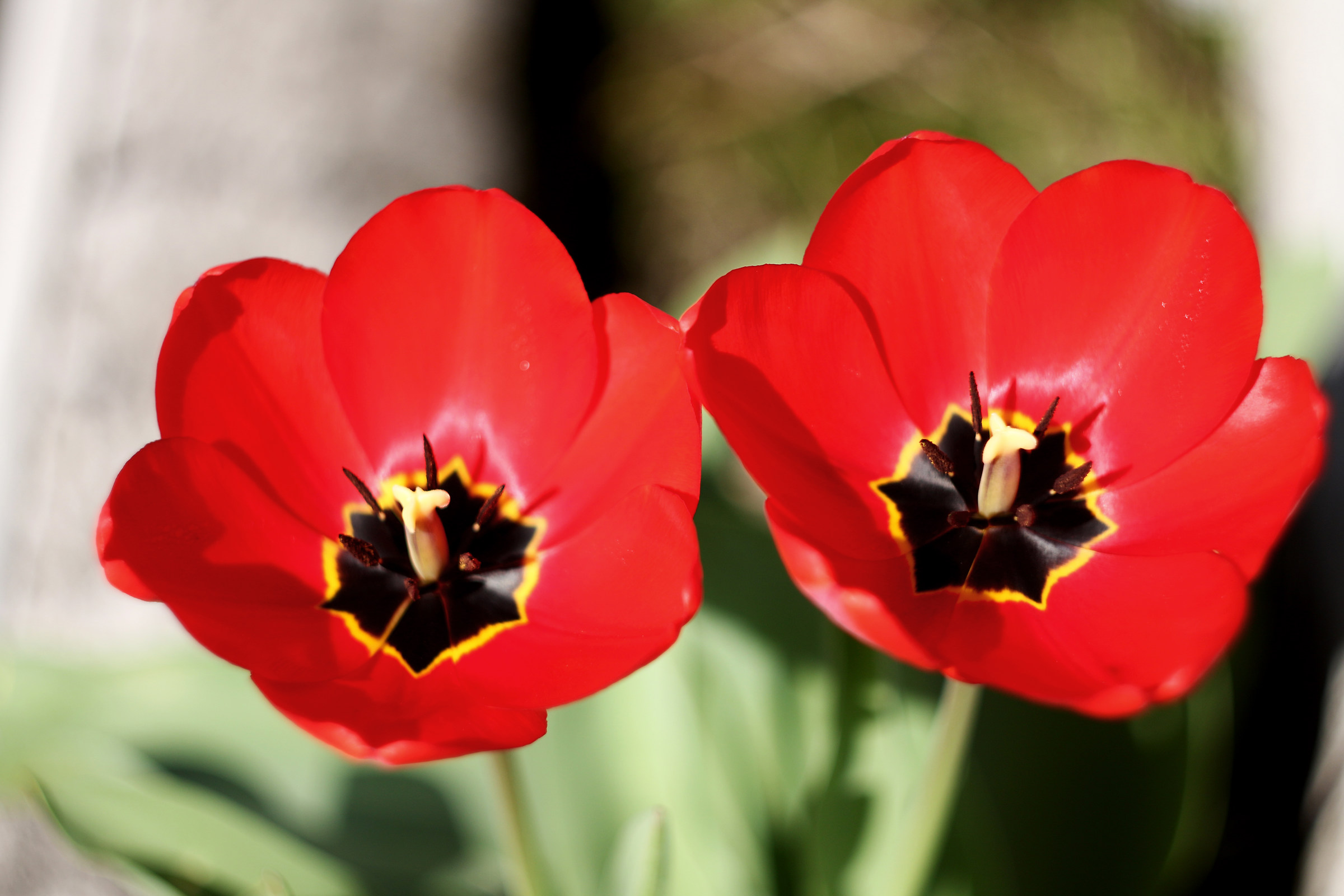 Red Tulips