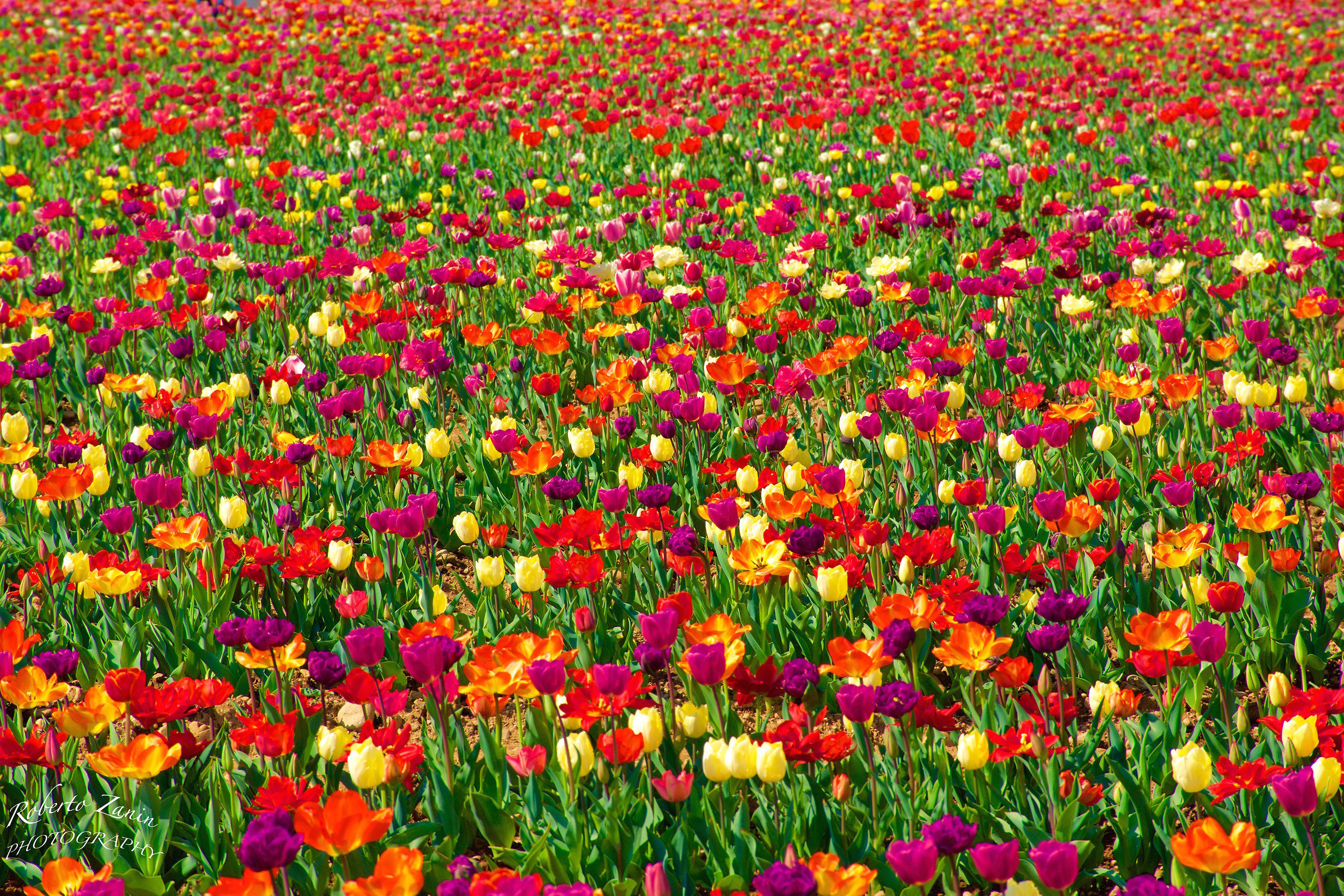 Un mare di ........Tulipani