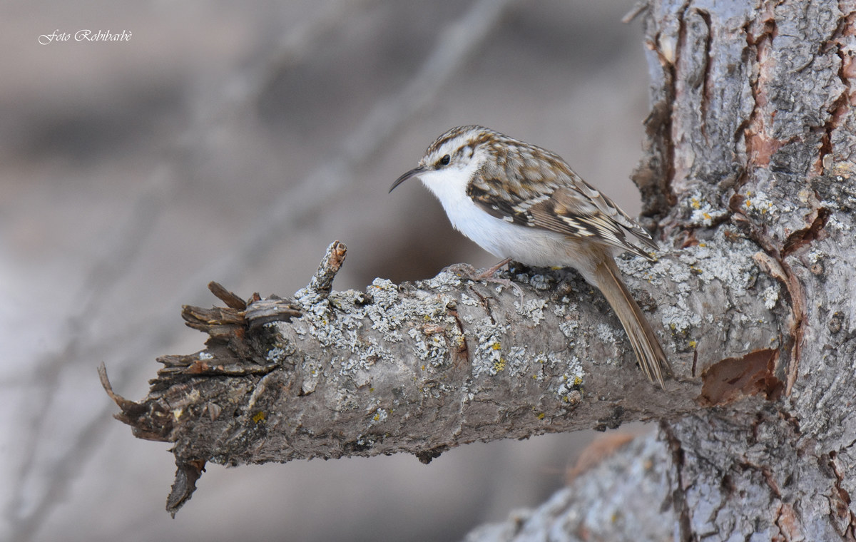 Rampichino alpestre...