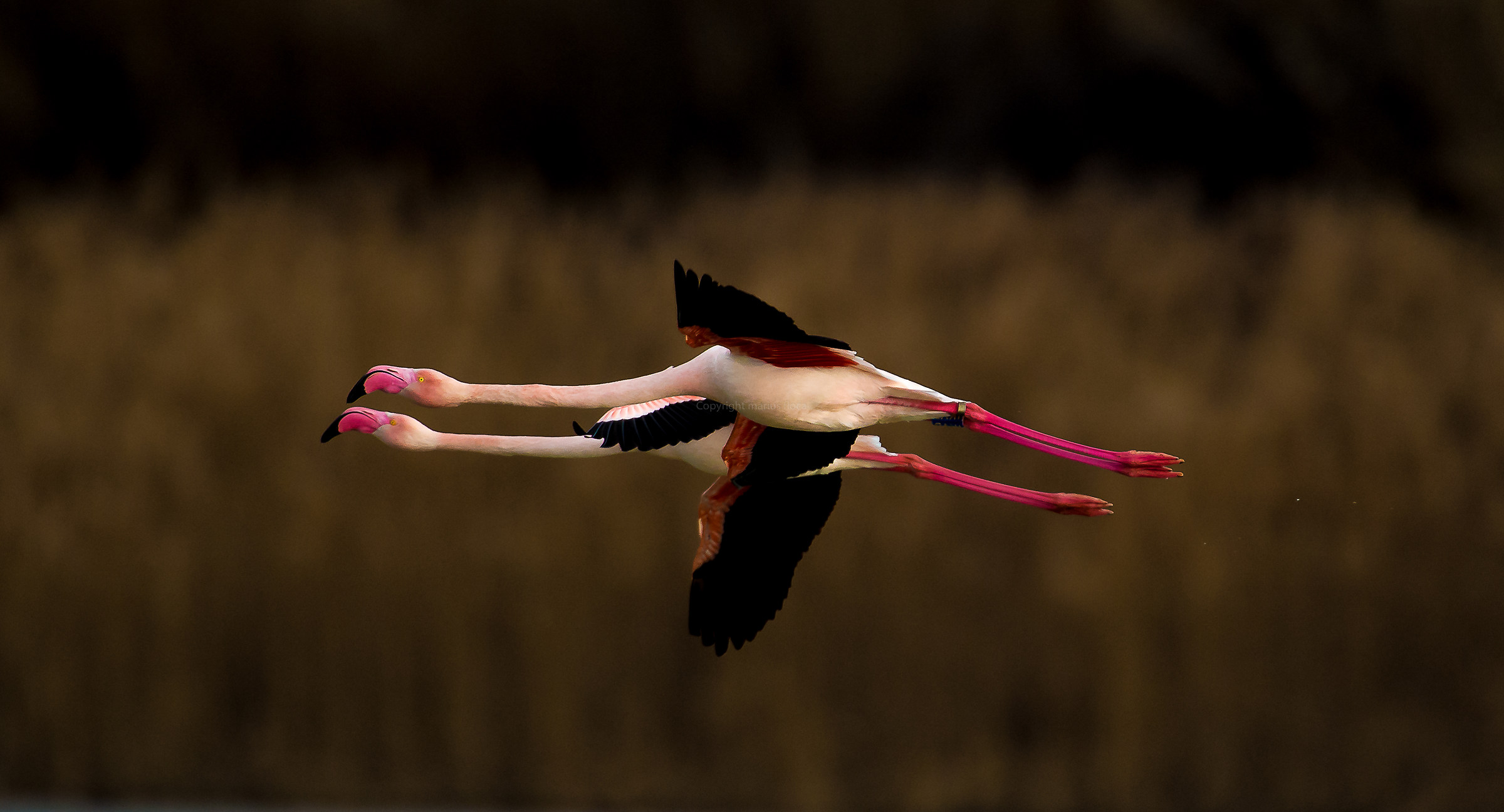 Pink flamingos (Phoenicopterus)