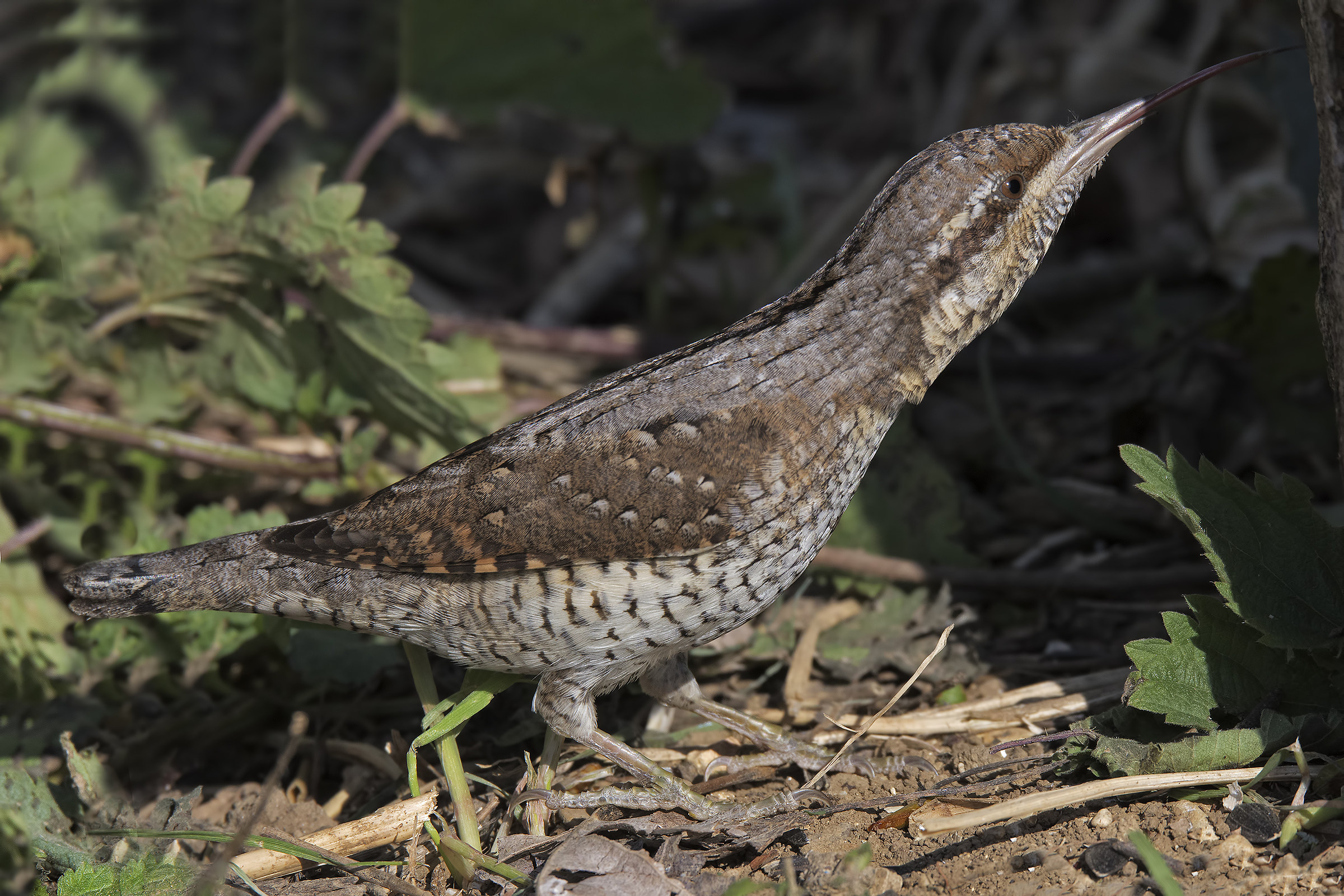 Wryneck (Jynx torquilla)
