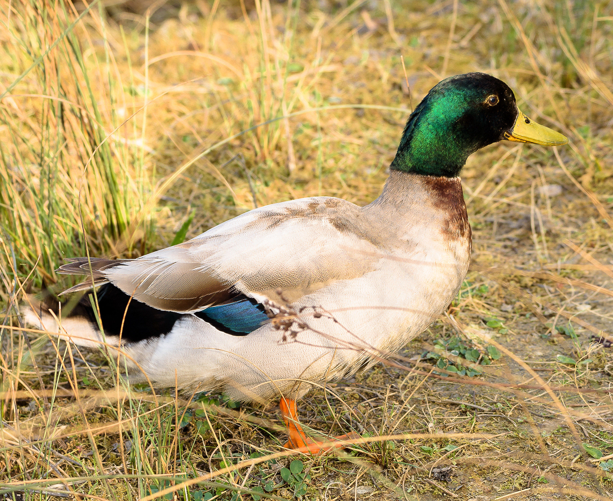 Ciao,un selfie.....Grazie