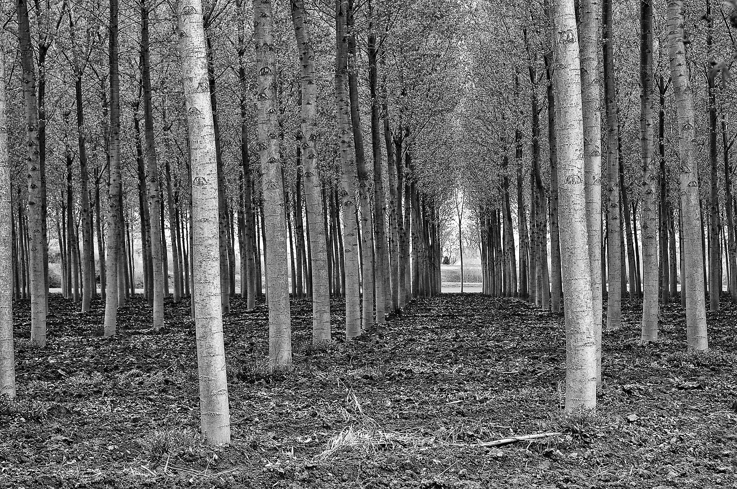 Flood Plain of Sermide