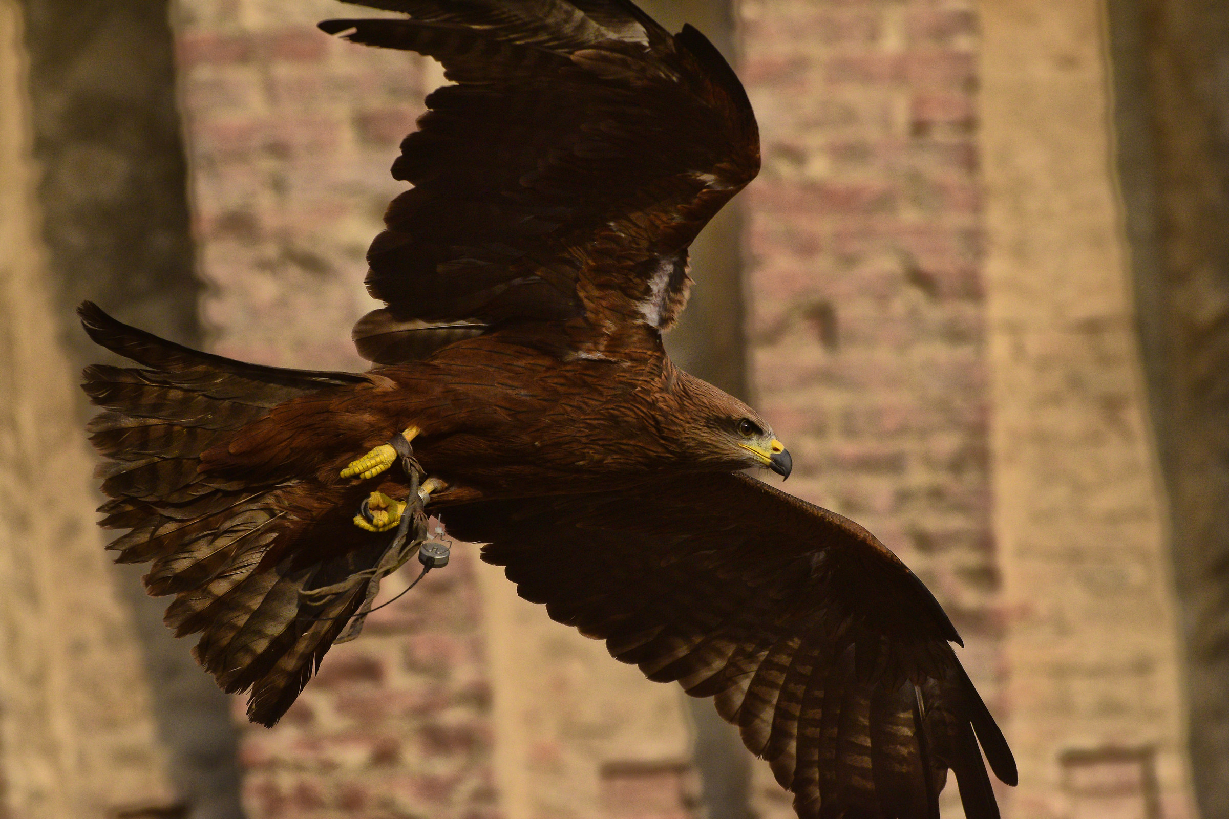 Falconeria in piazza a Carpi