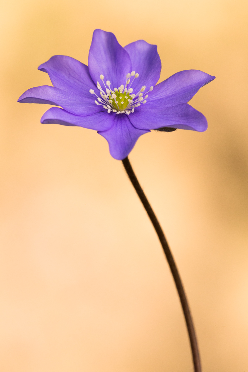Anemone fegatella (Hepatica nobilis)