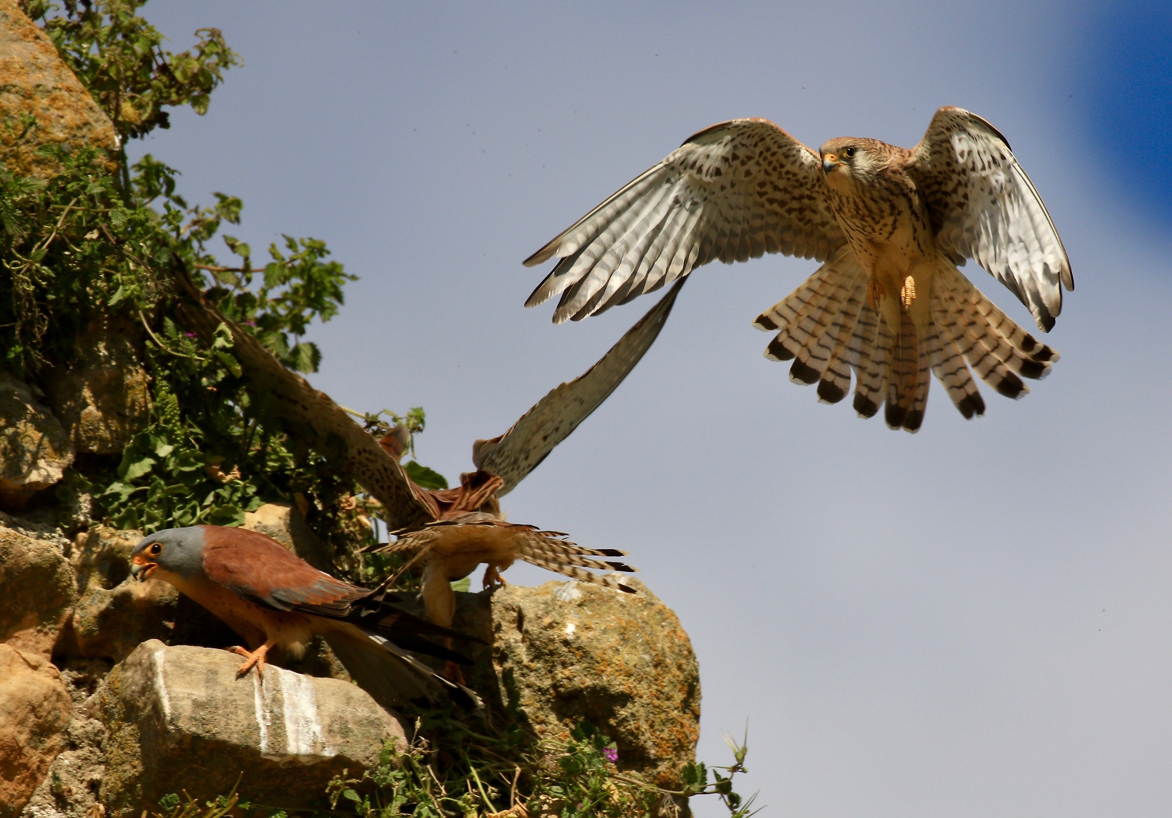 lesser kestrel 2017