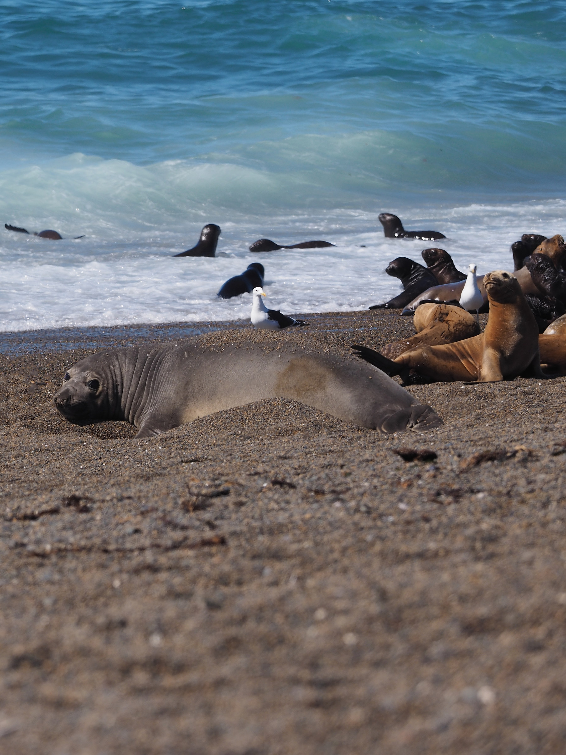 Peninsula Valdes. Young elephant seal