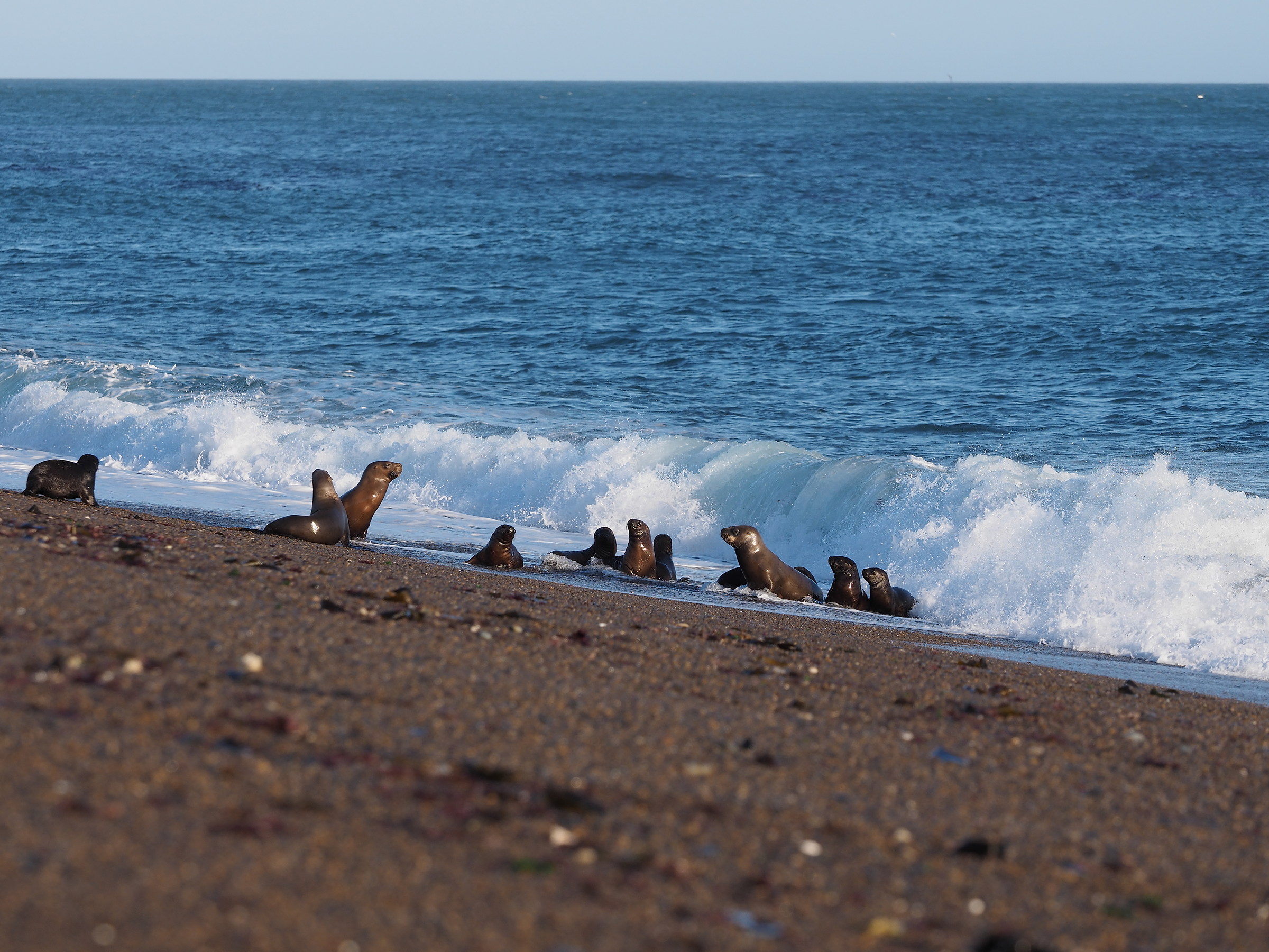 Peninsula Valdes. Punta Norte. Young puppies