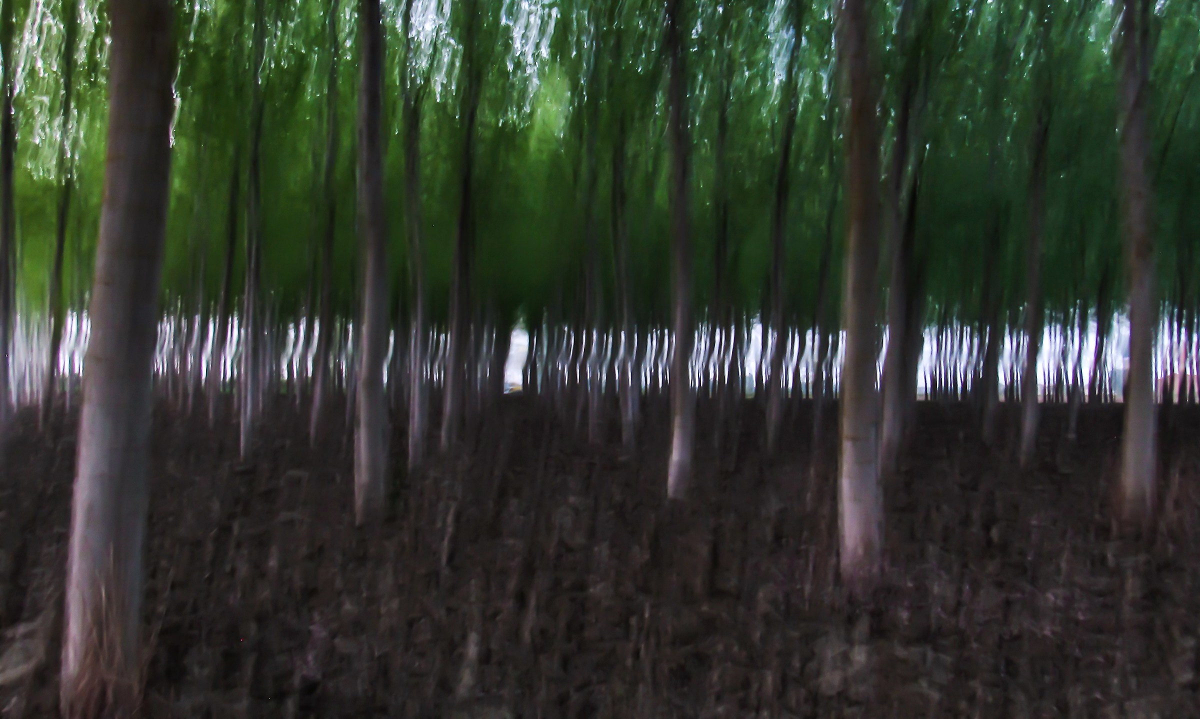 Racing in the poplar grove